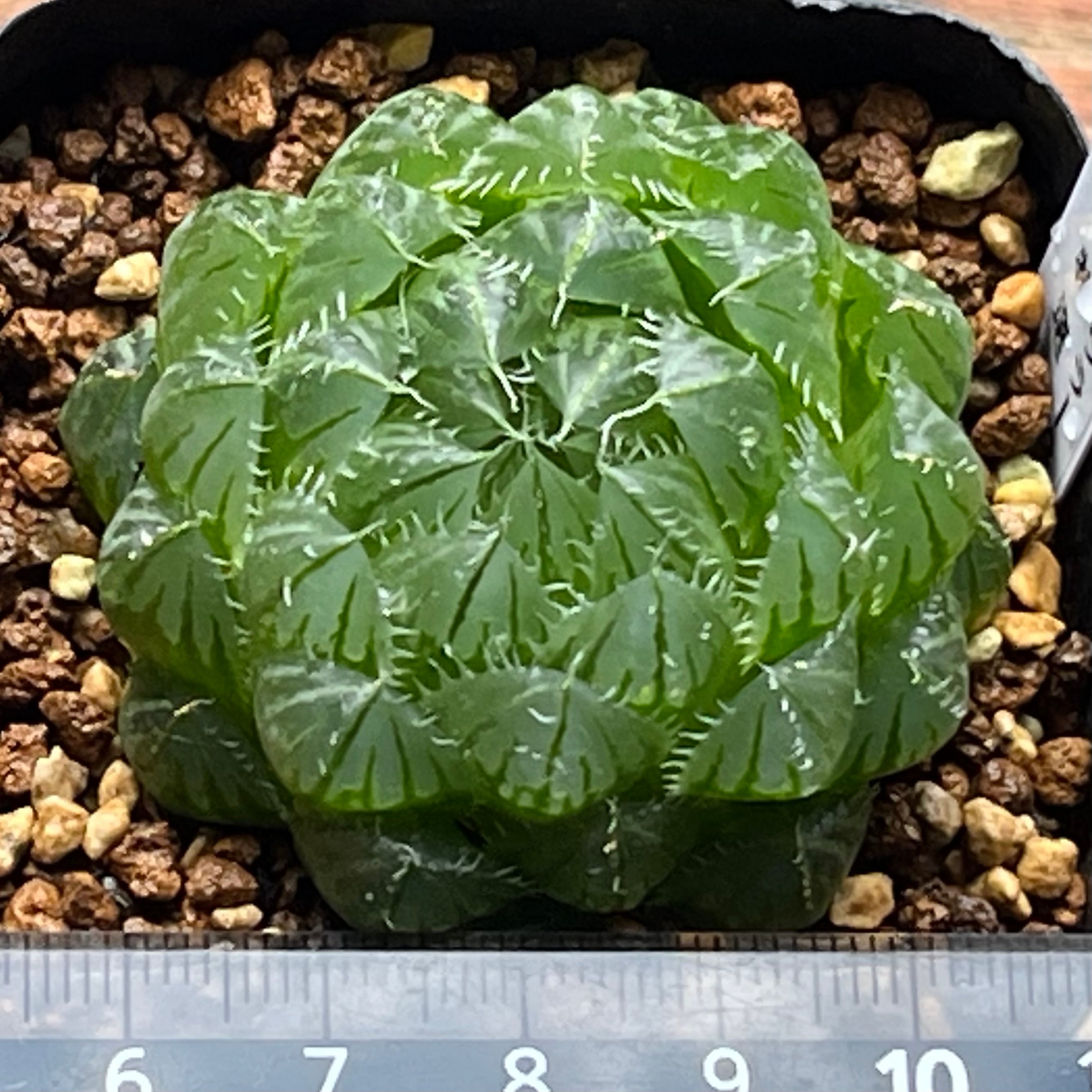 ハオルチア ピクツラータN1特選 | mocono_plants