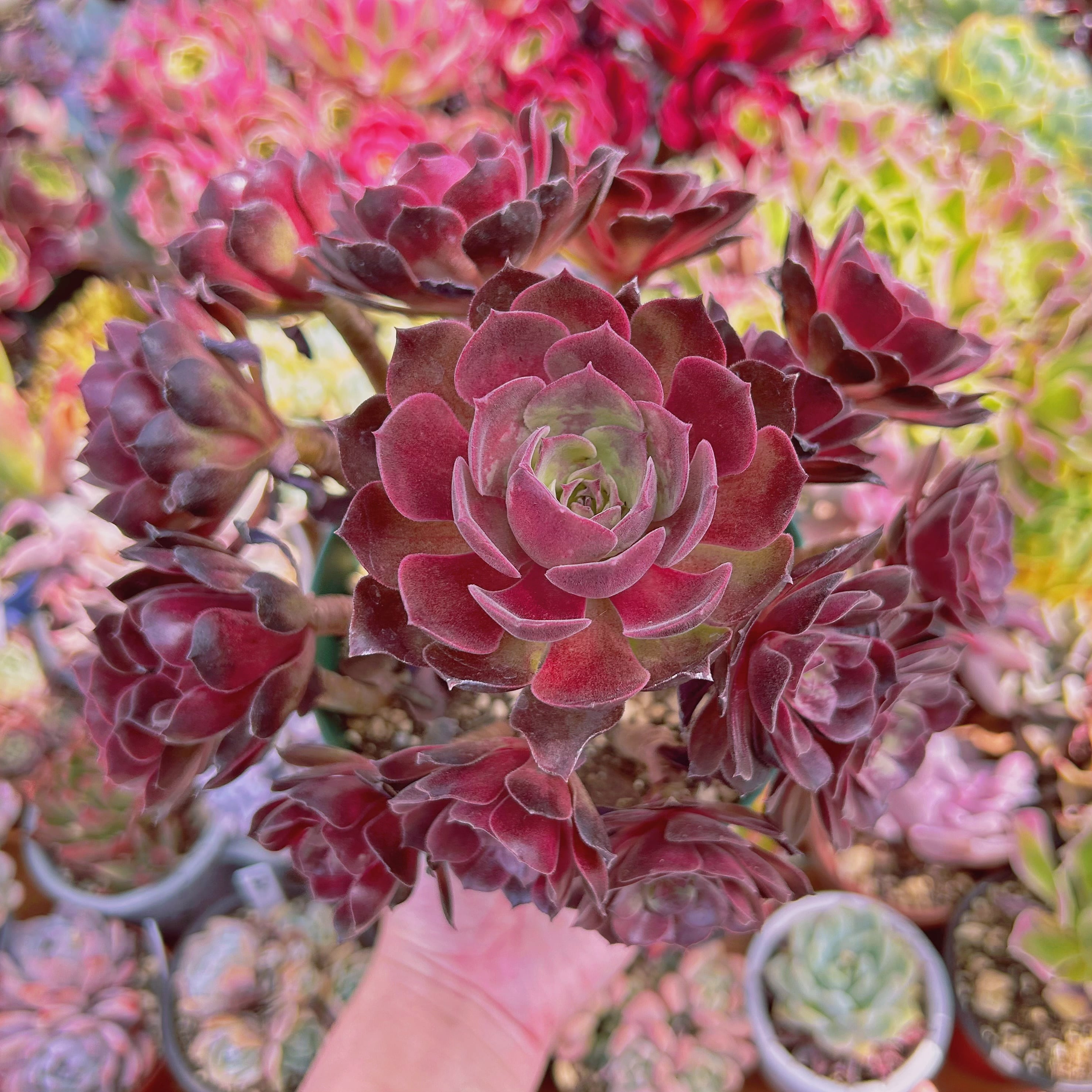 4a0a29963e16cf1cc3b7dd80a5cf10