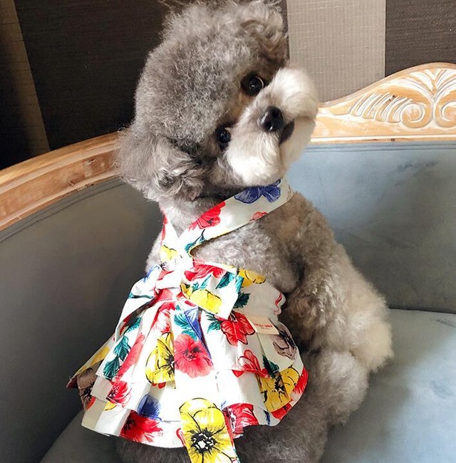 【フリーサイズ】 大人可愛いワンピ 春夏用 ペット服