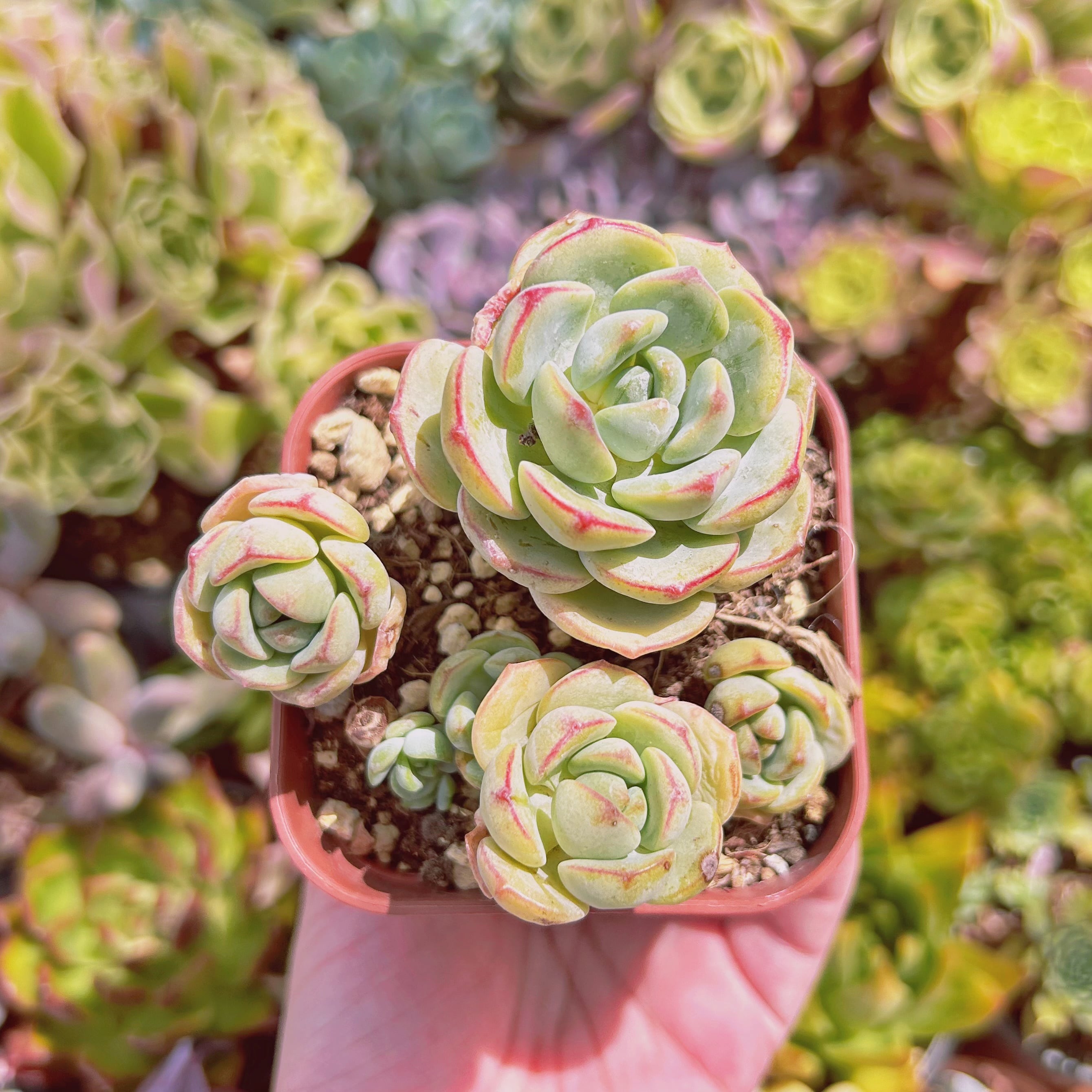 664現物 多肉植物 バニラビス 抜き苗 | PAY ID