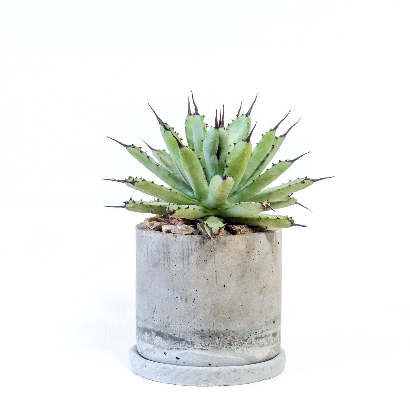 アガベ・マクロアカンサ　放射状の葉と黒棘の対比　風合いある鉢で仕立てた逸品