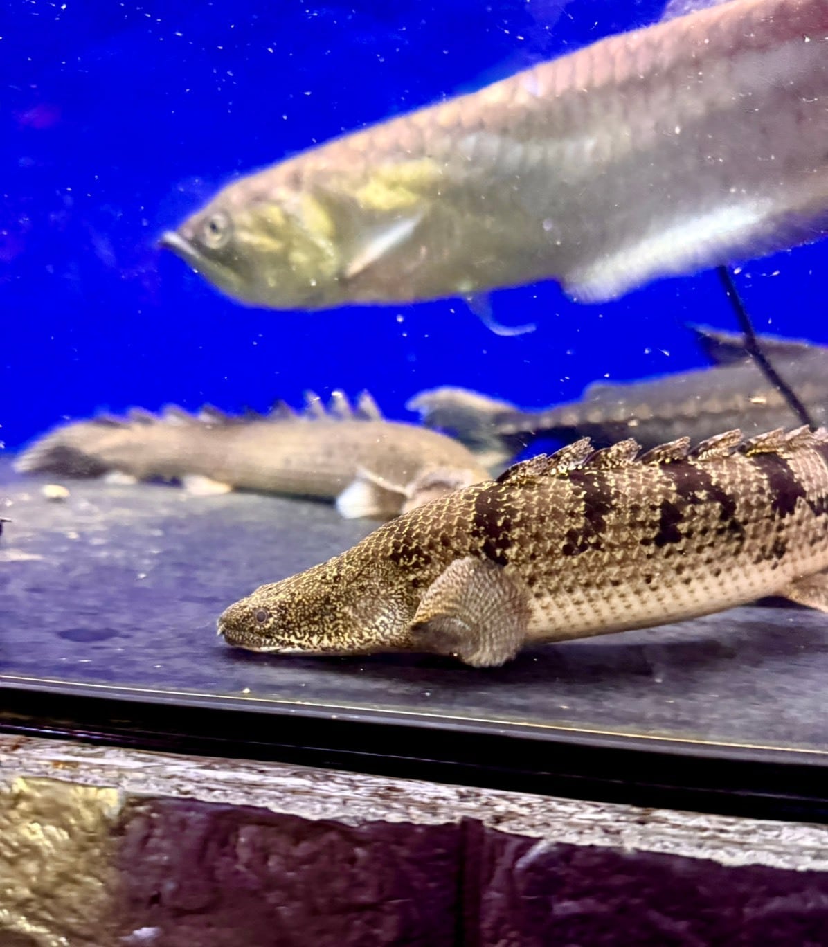 古代魚 | THE AQUARIUM ISE