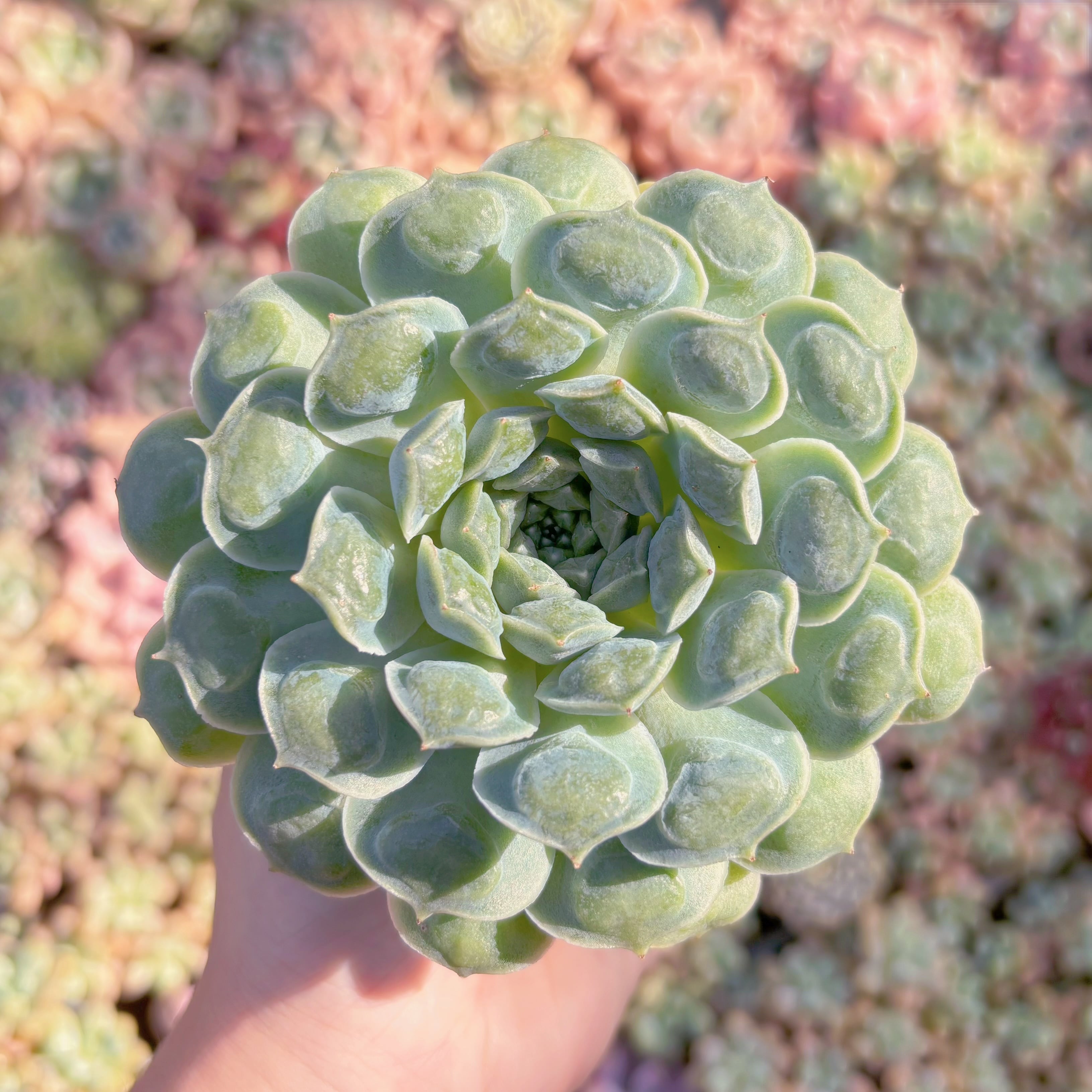 多肉植物　ハートチョイス　新入荷　るる農園