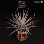 【reserved】vernicosa〔エアプランツ〕現品発送T3465