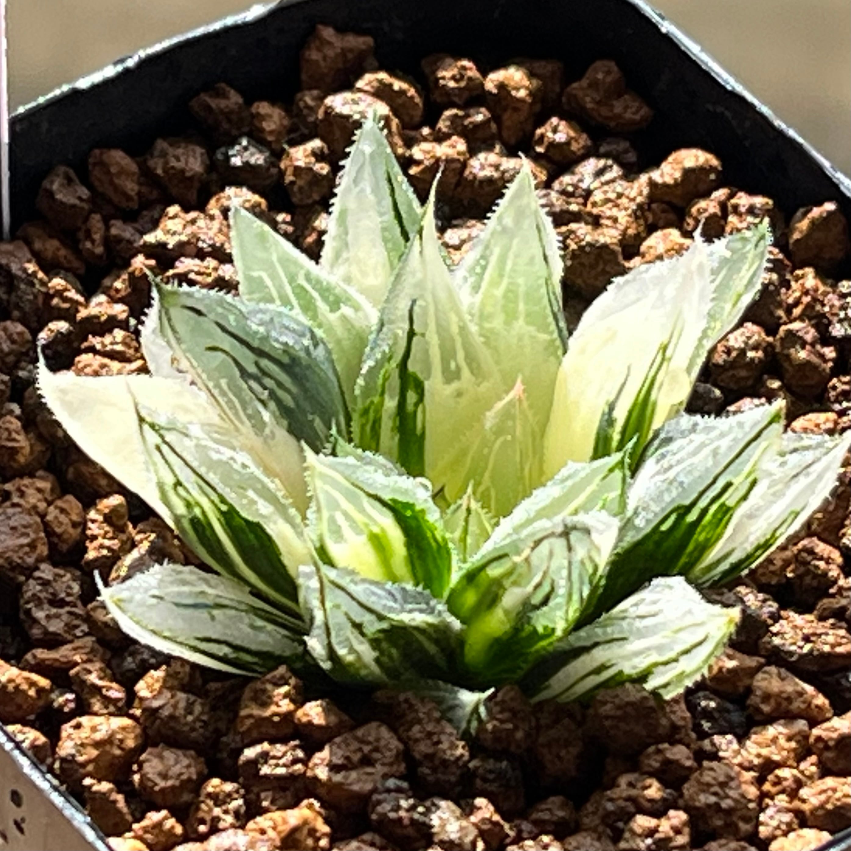ハオルチア 赤富士錦 | mocono_plants