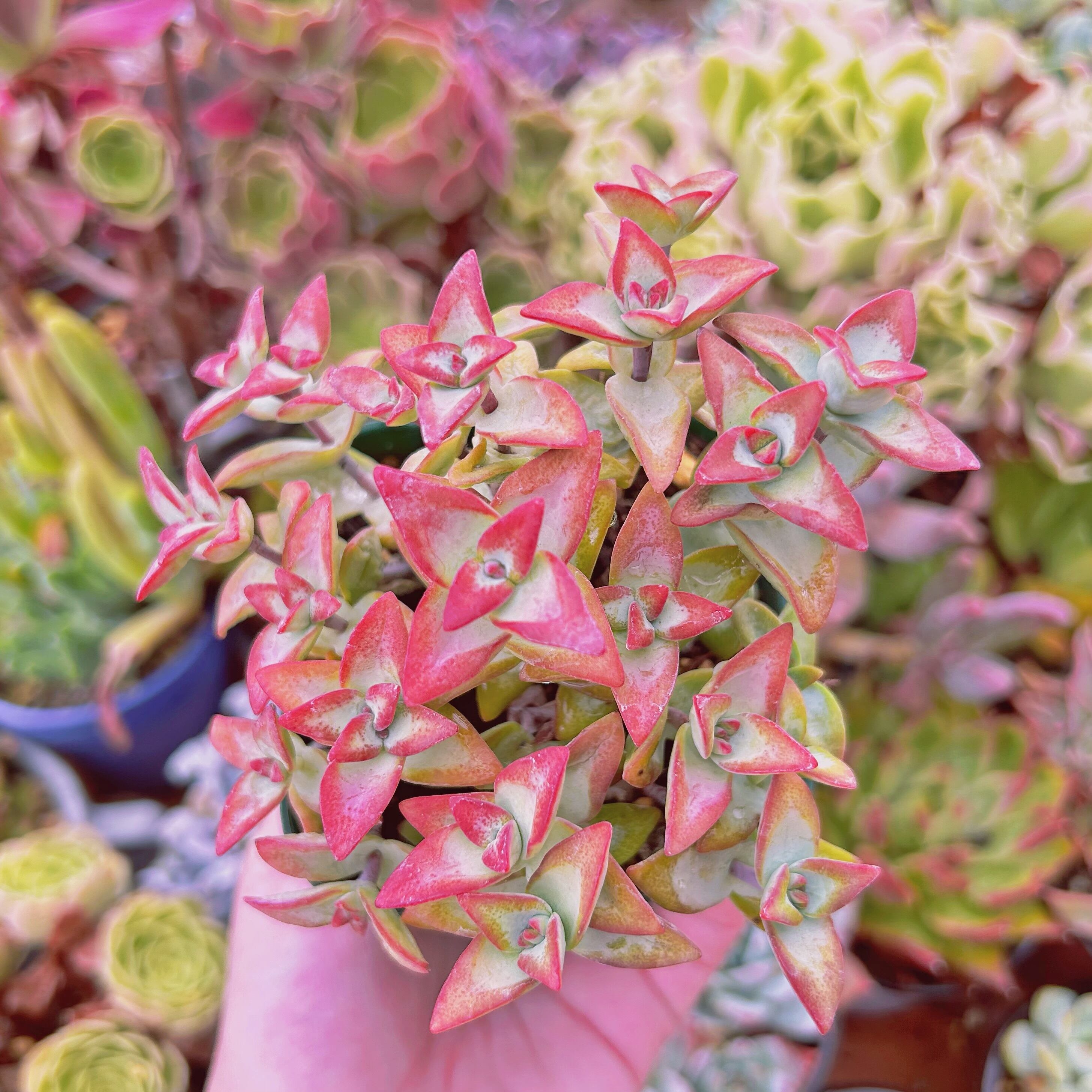 #753現物　多肉植物　Love Letter