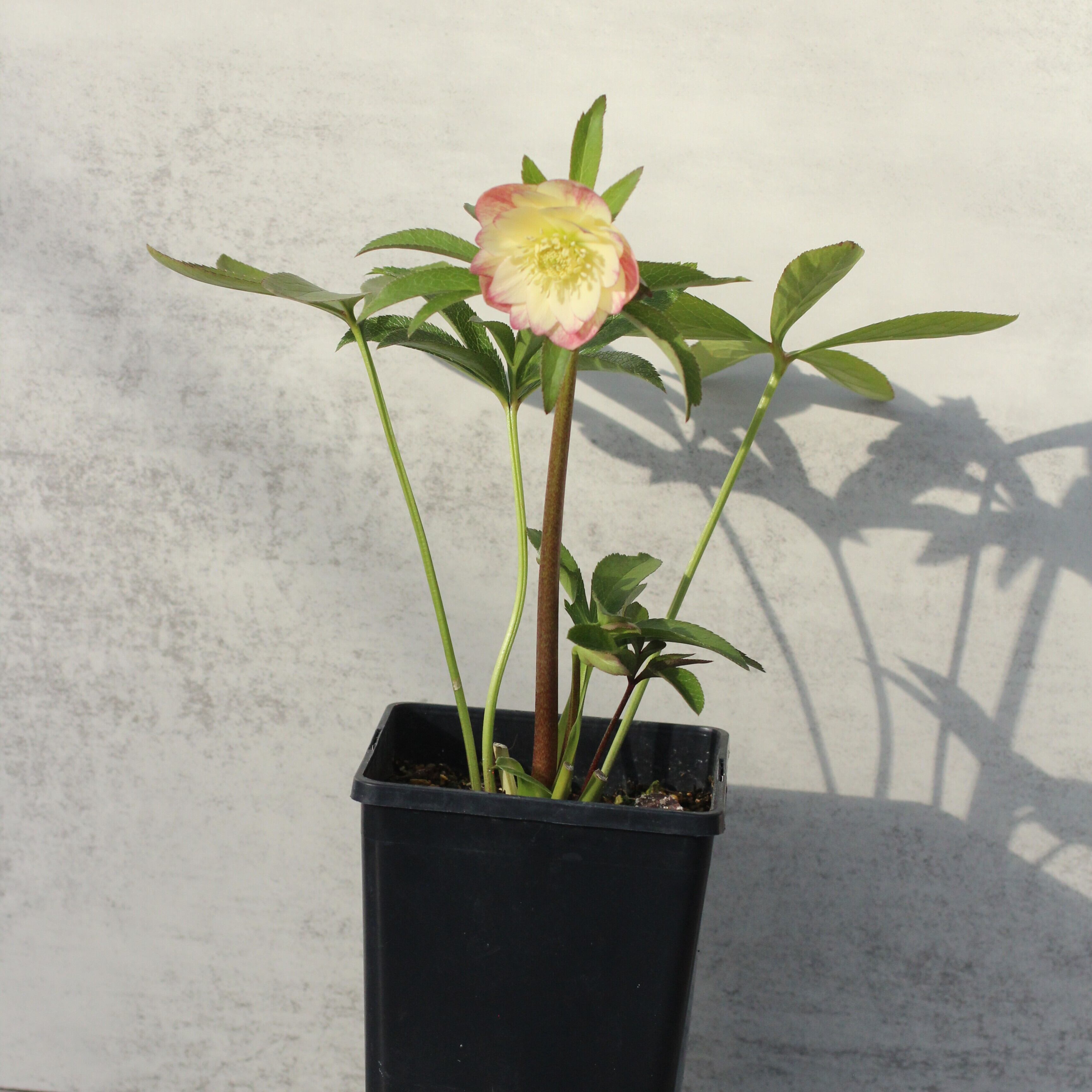 WS26-081 クリスマスローズ ウィンターシンフォニー イエロークレオン