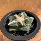 Ariocarpus fissuratus 【アリオカルプス・亀甲牡丹】