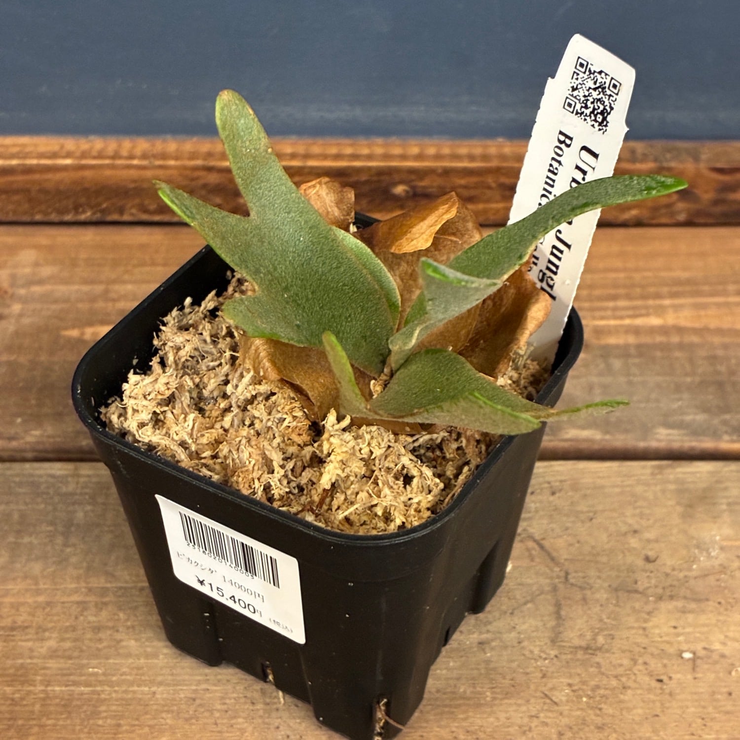 新着3日限定10%OFF】【UJ】ビカクシダ ジェニー P. willinckii 'Golden