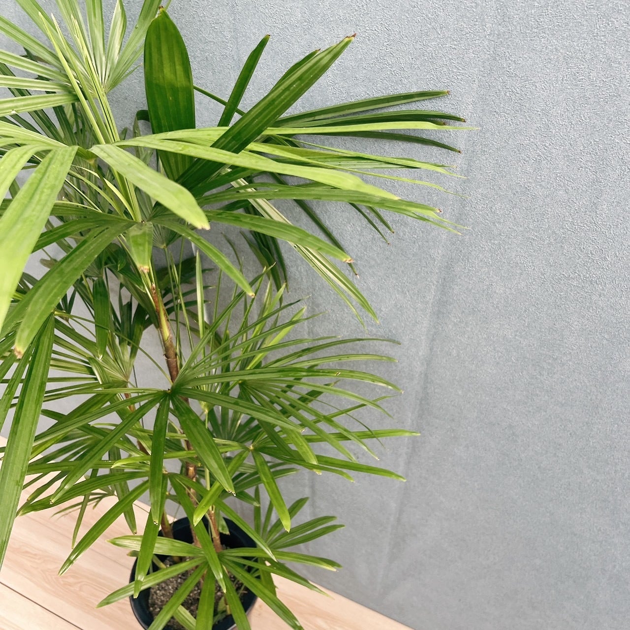 現品］シュロチク 8号 観葉植物 屋外 室内 大型 おしゃれ ヤシ 棕櫚竹
