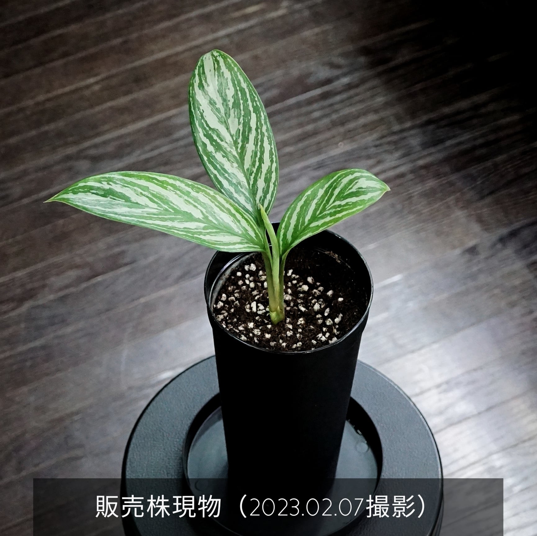 【本物】アグラオネマ　カーティシー　F株（管理番号） 本物】アグラオネマ カーティシー F株（管理番号）