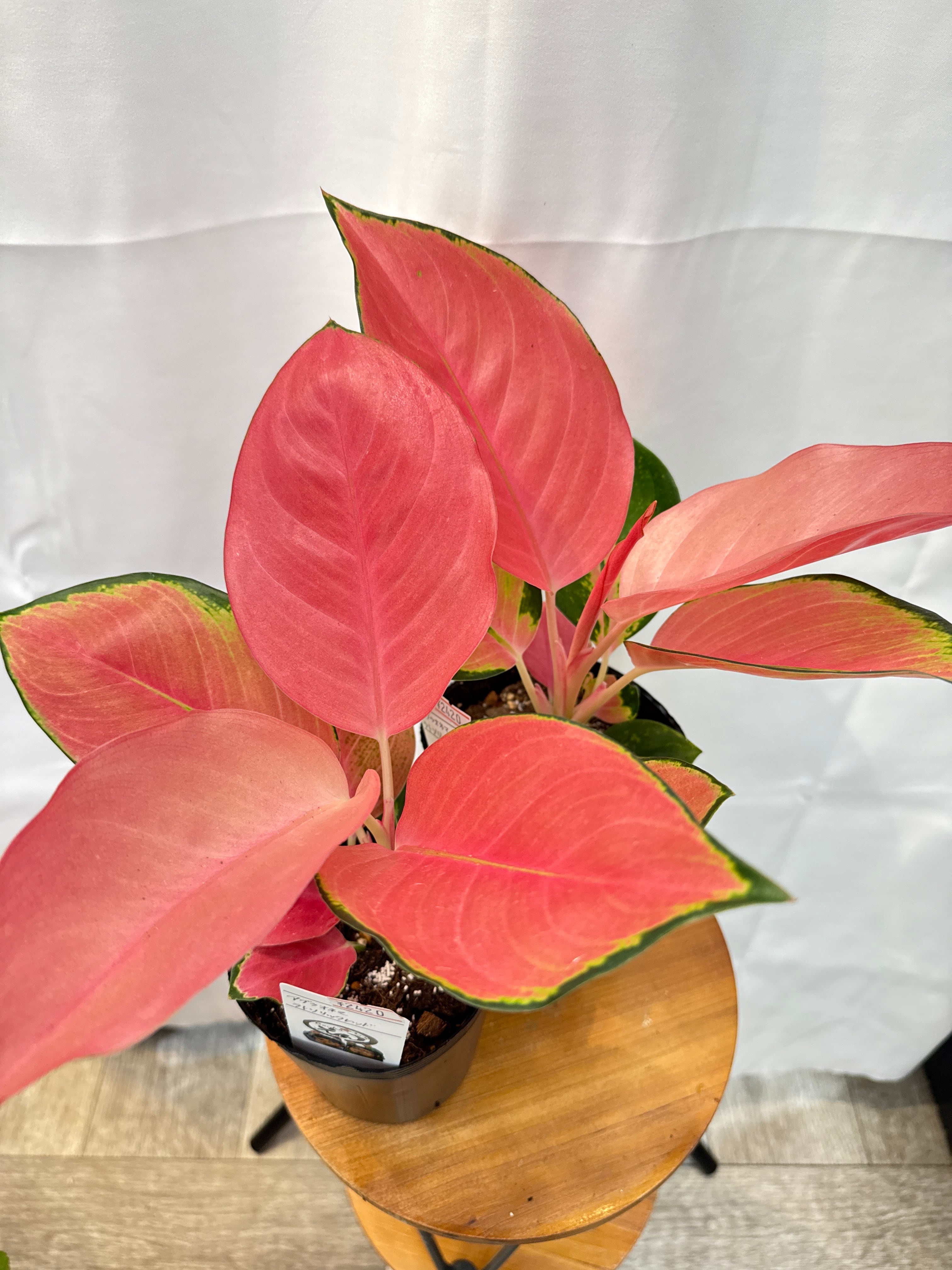 アグラオネマ ゾニラ (赤の強いタイプ) 1株 アグラオネマ ゾニラ (赤の強いタイプ) 1株 アグラオネマ