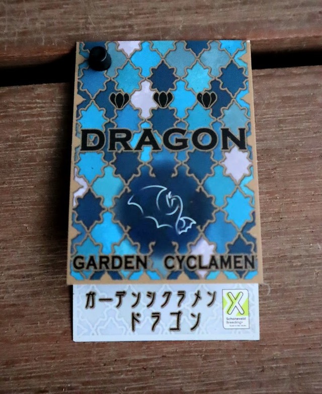 ガーデンシクラメン『ドラゴン』２色セット　ライトブルー＆ディープブルー　３号ポット