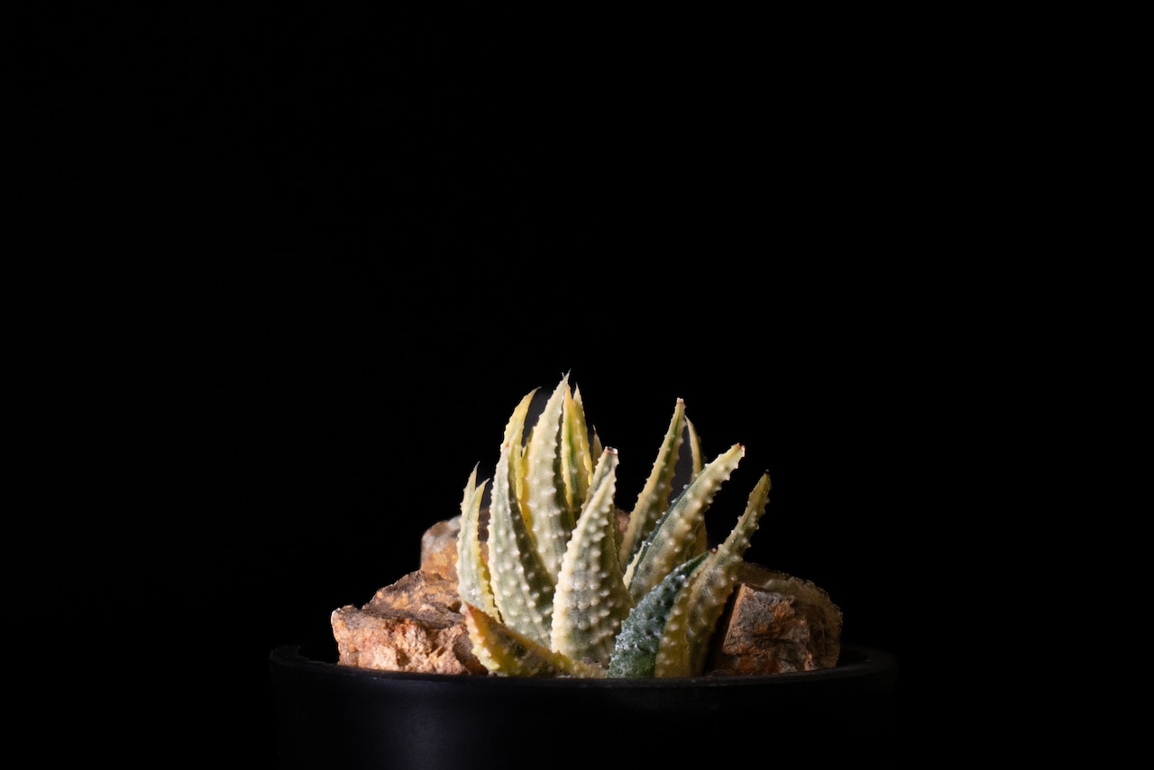 Haworthia pumila(S)