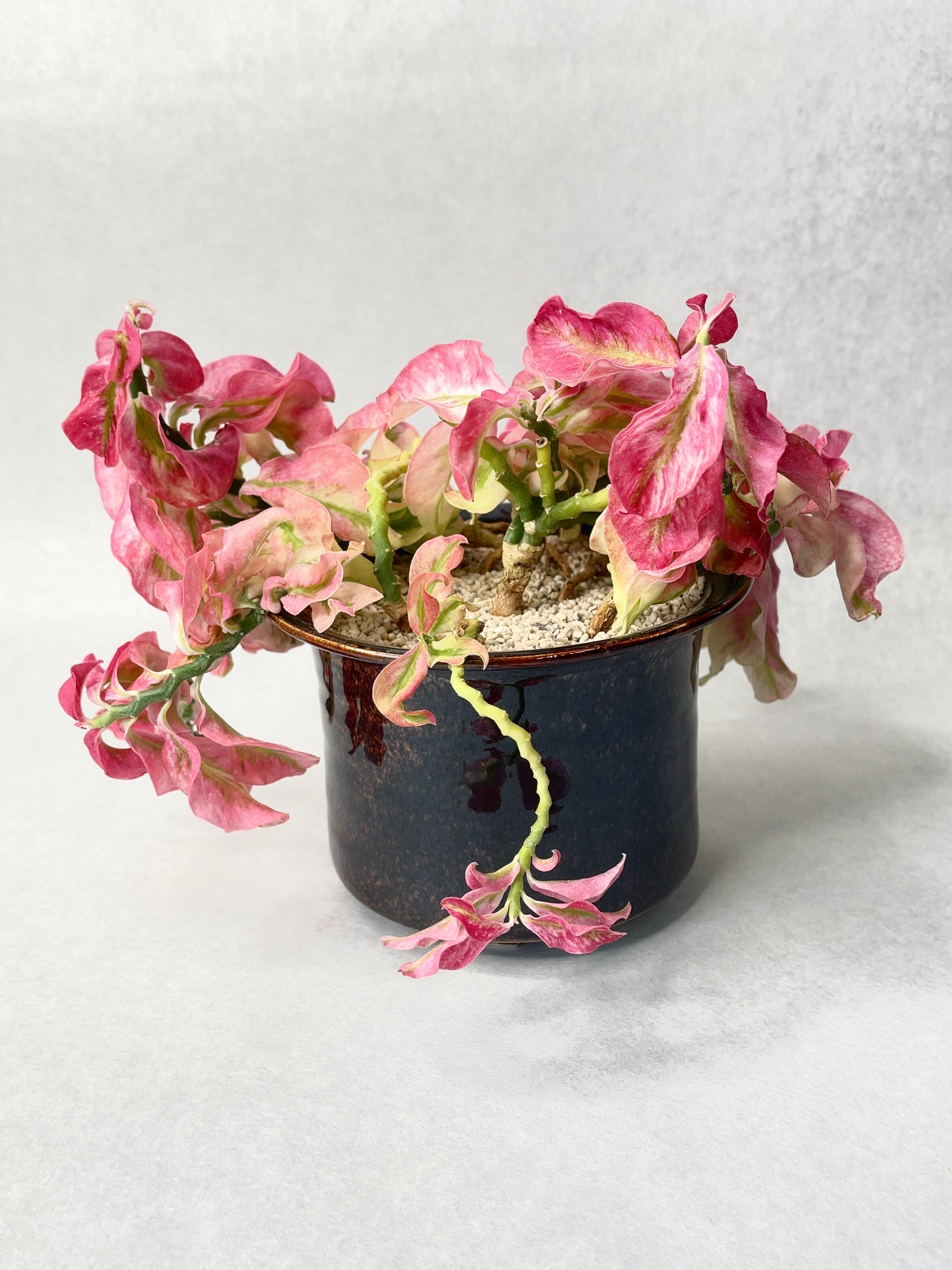 ペディランサス・アケボノドワーフ | trigger