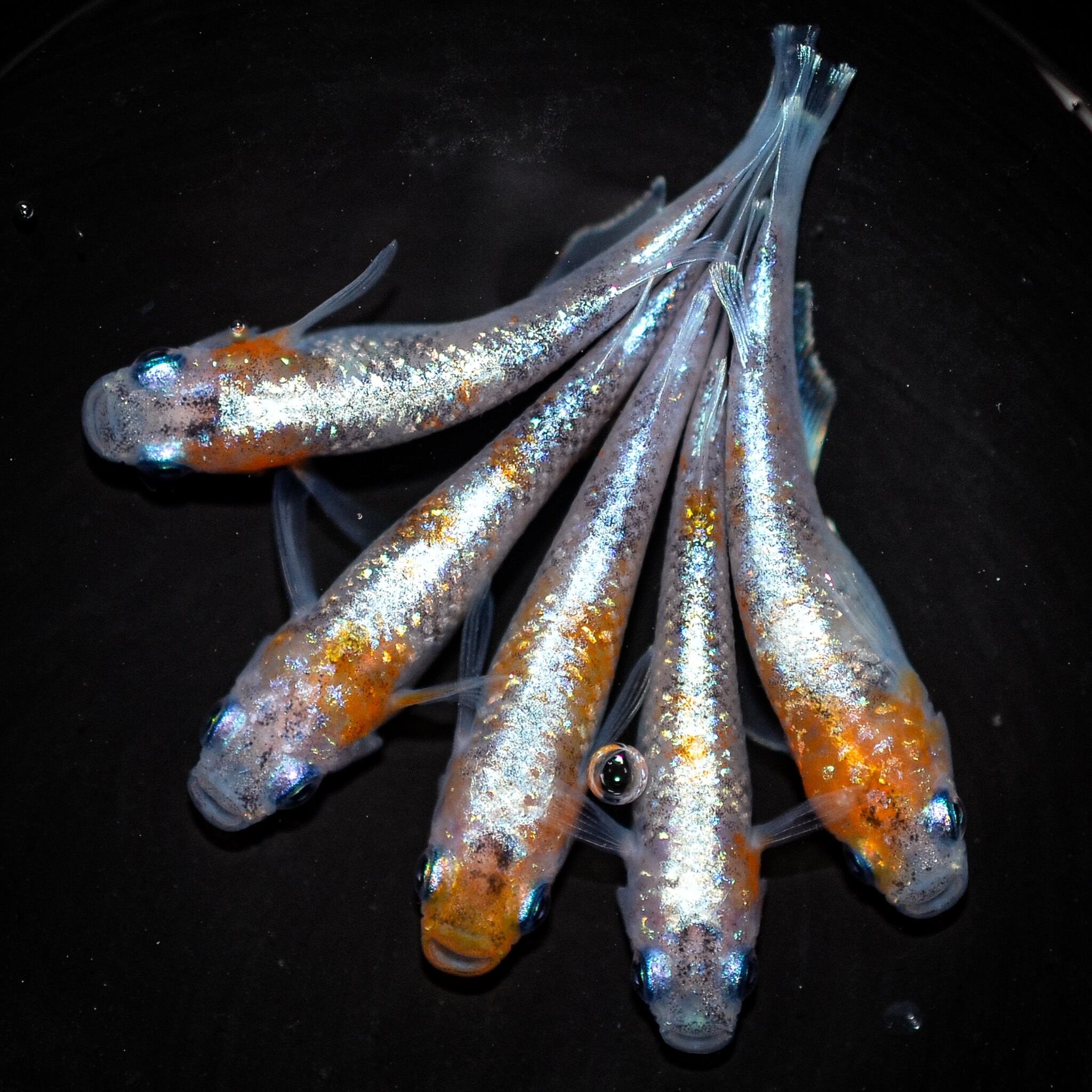 五式タイプR　 オス2 メス2 (現物出品) ikahoff L-1124-1107-a 五式タイプR オス3 メス2 (現物出品) ikahoff E-1126-1128-a