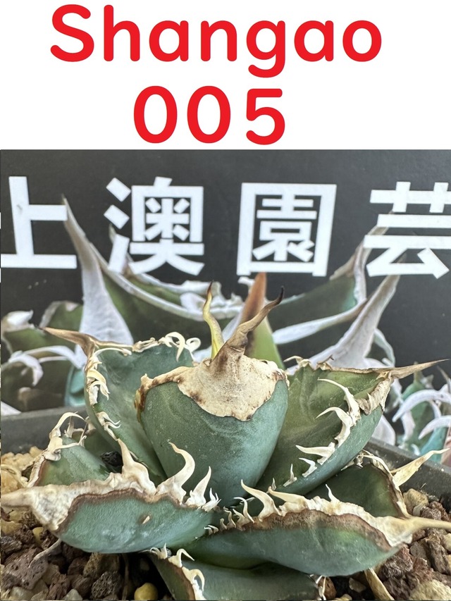 01 Shangao-001（アガベ チタノタ） | HM Plants