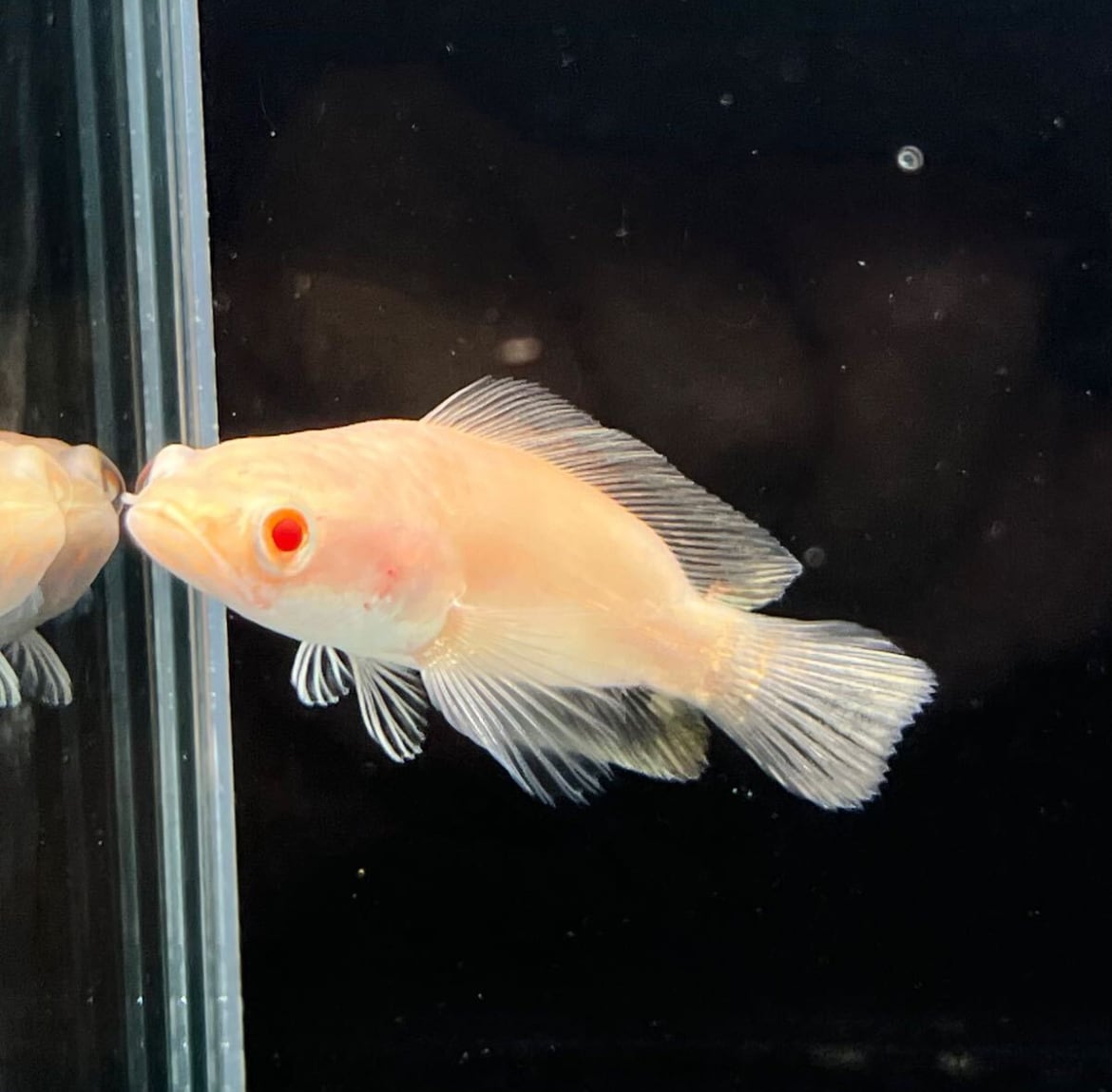 熱帯魚　アルビノプラーチョン　ウルトラショート アルビノプラーチョン ショートボディ― 1匹 | アクアショップあんじゅ