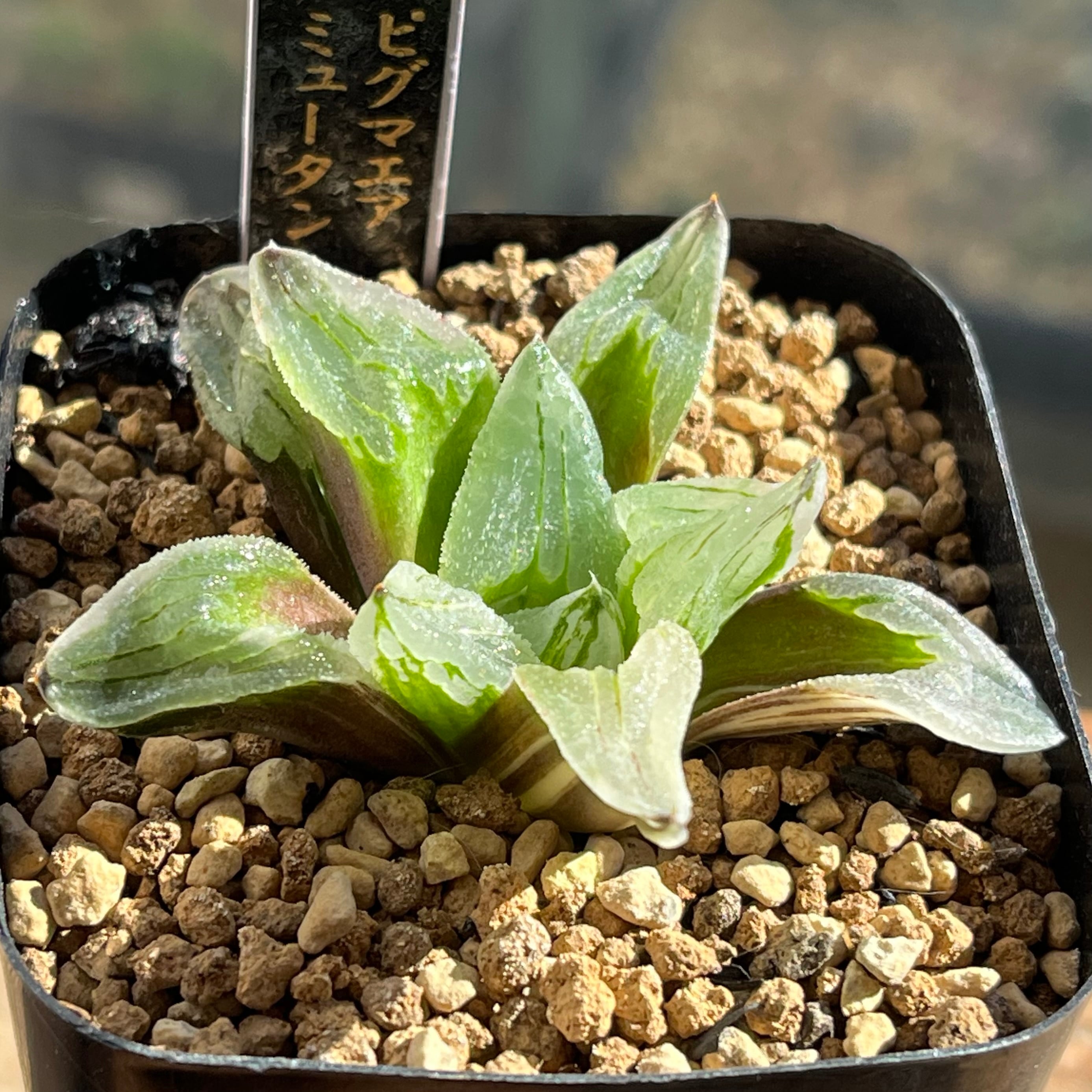 ハオルチア B型コンプトミュータント錦② | mocono_plants