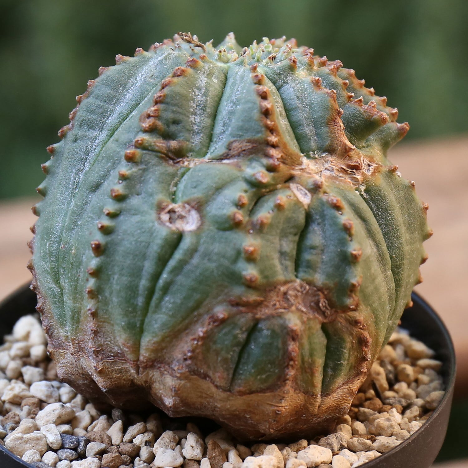 セール ユーフォルビア オベサ アロー木質化 特大株 【公式通販】