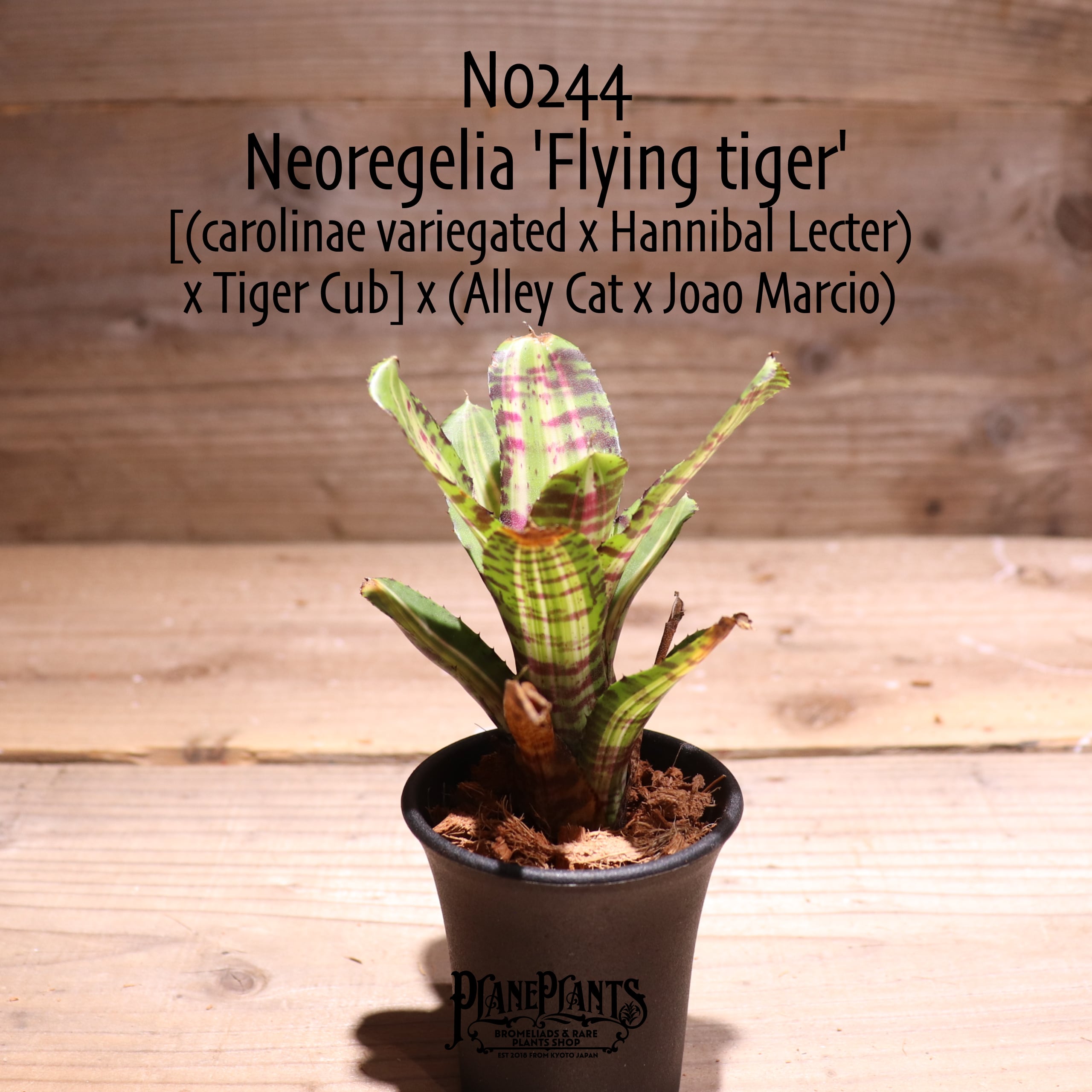 Neoregelia 'Toy tiger'〔ネオレゲリア〕N0276