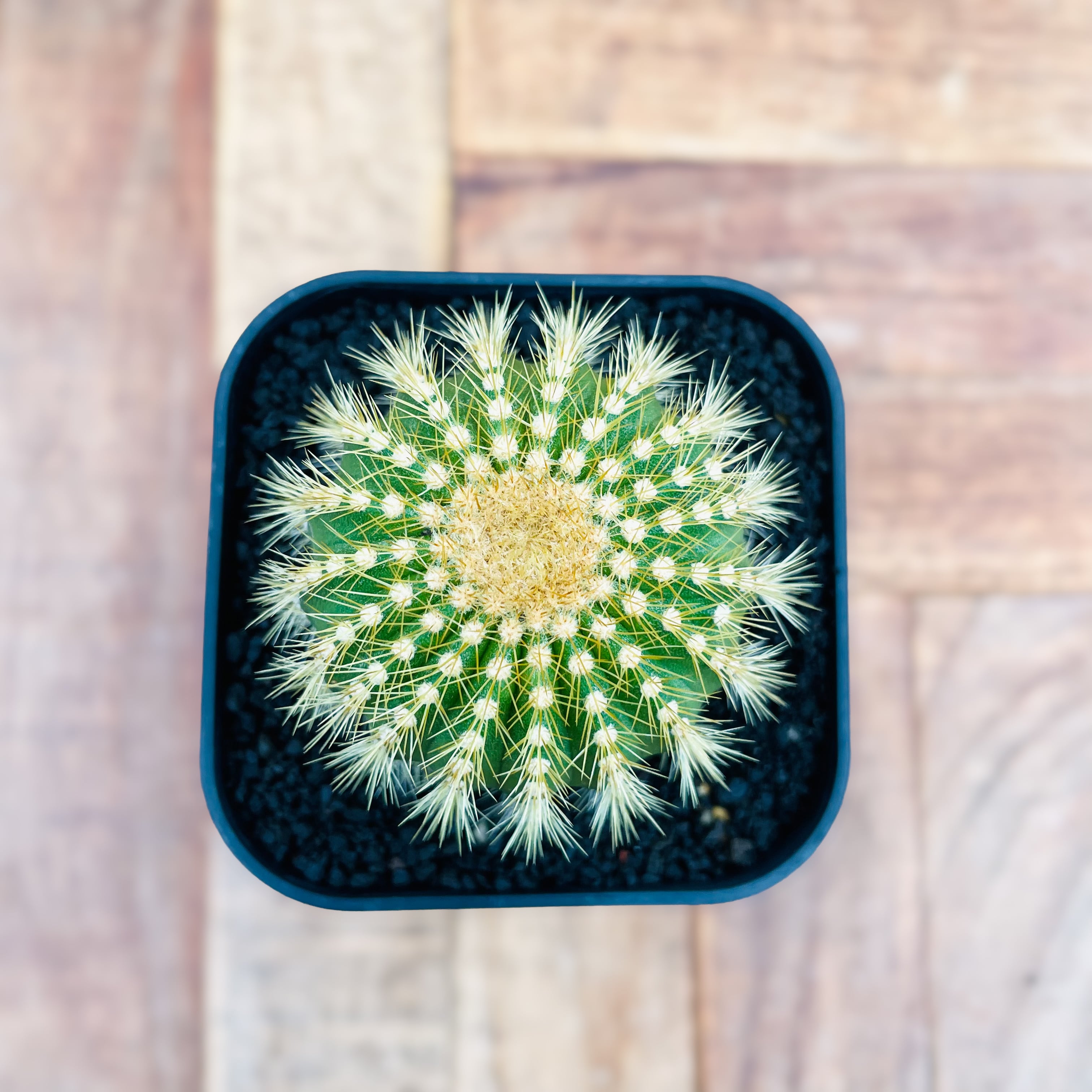 Uebelmannia pectinifera v. eriocactoides【ユーベルマニア・エリオ