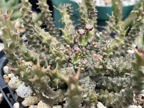 ユーフォルビア・ゴルゴニス｜Euphorbia gorgonis【種子5粒+α】