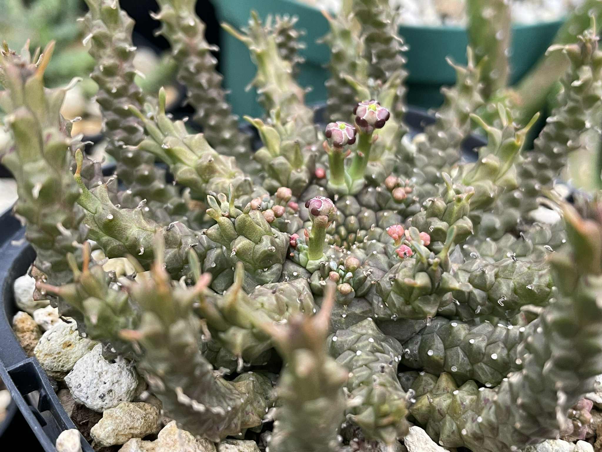 ユーフォルビア・ゴルゴニス|Euphorbia gorgonis【種子5粒+α】