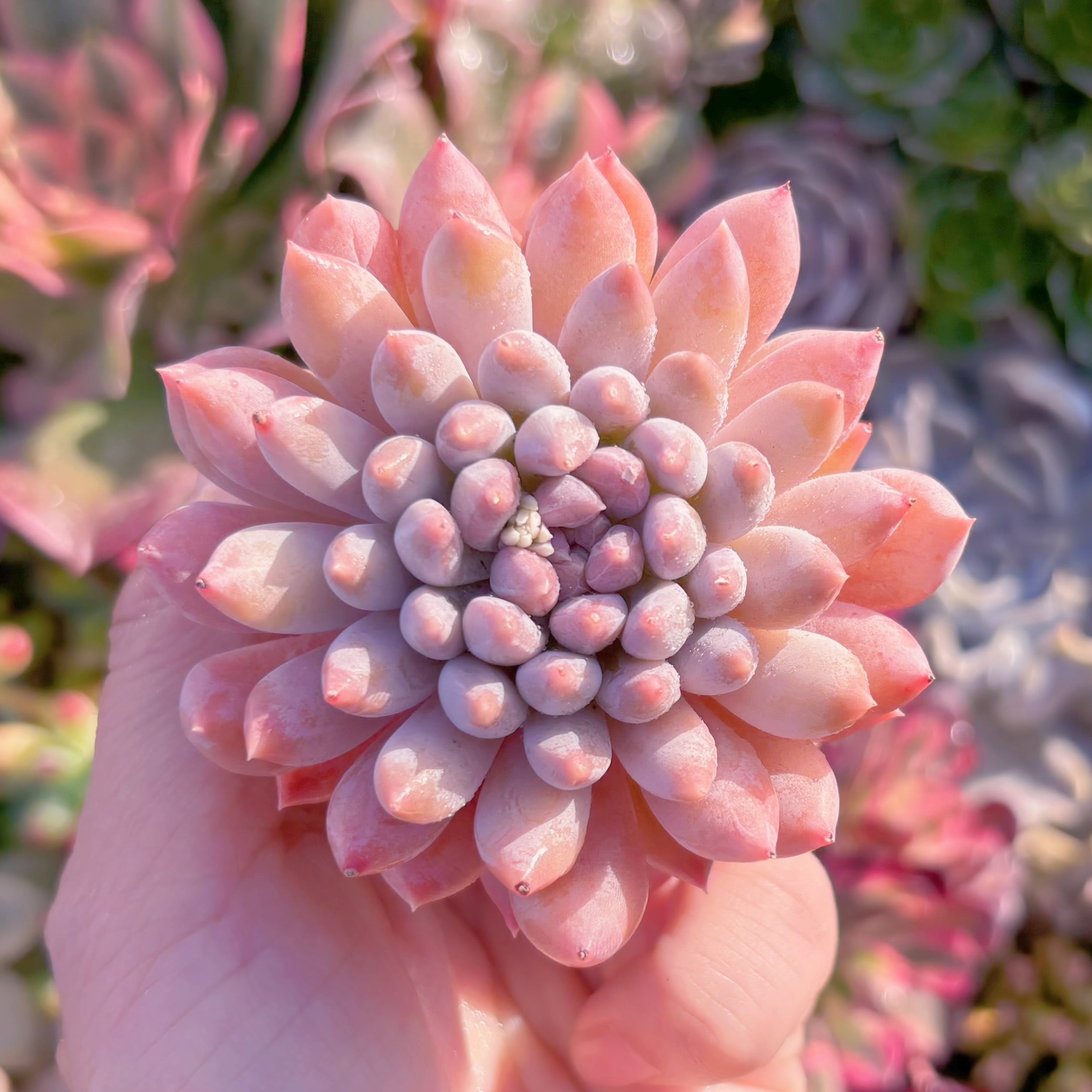 多肉植物　新品種　宵桃(よいもも)　在庫僅少　るる農園