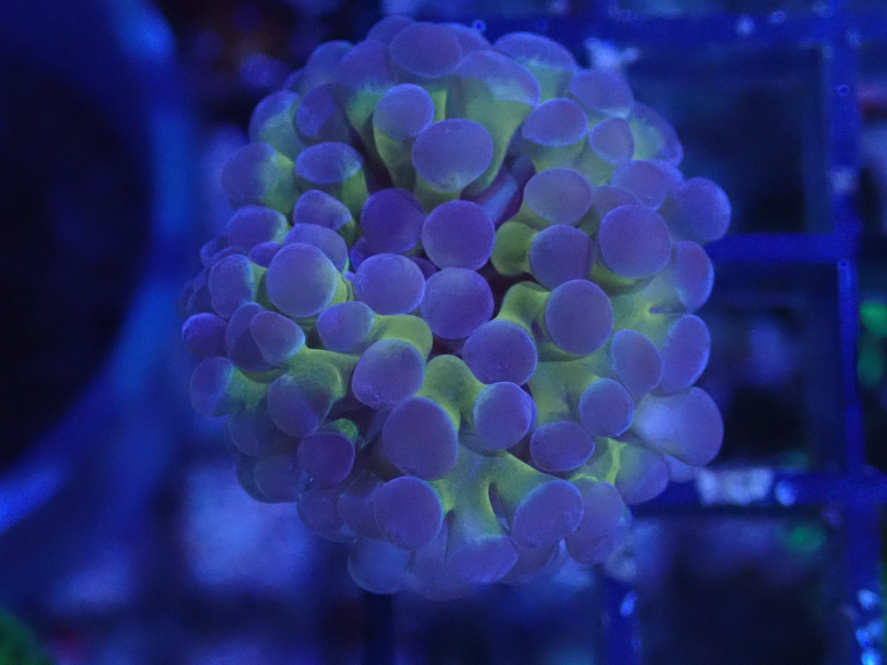 【現地買付】ParaAncora Hologram 2
