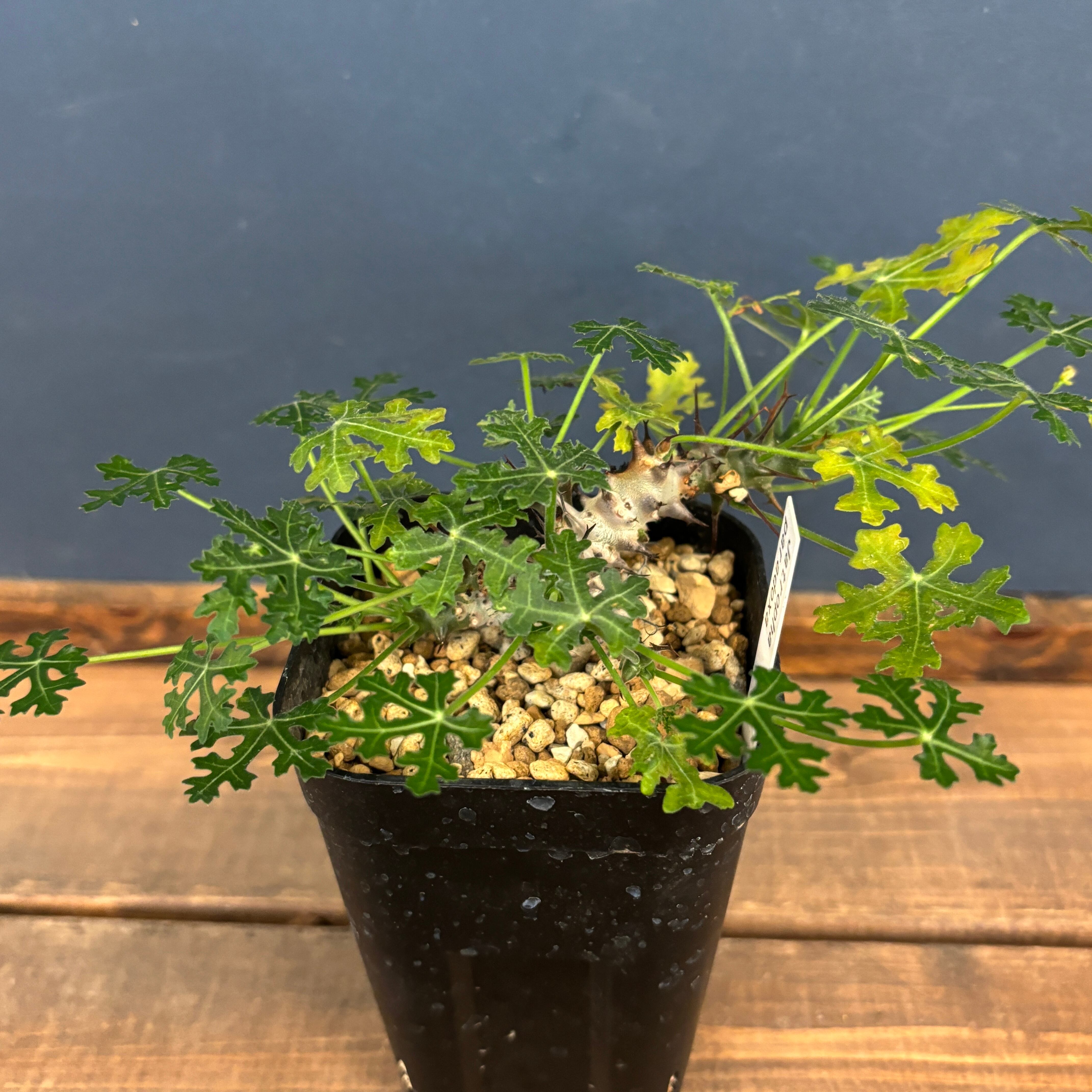 ヤトロファ パラドクサ【909】 | PROTOLEAF プロトリーフ