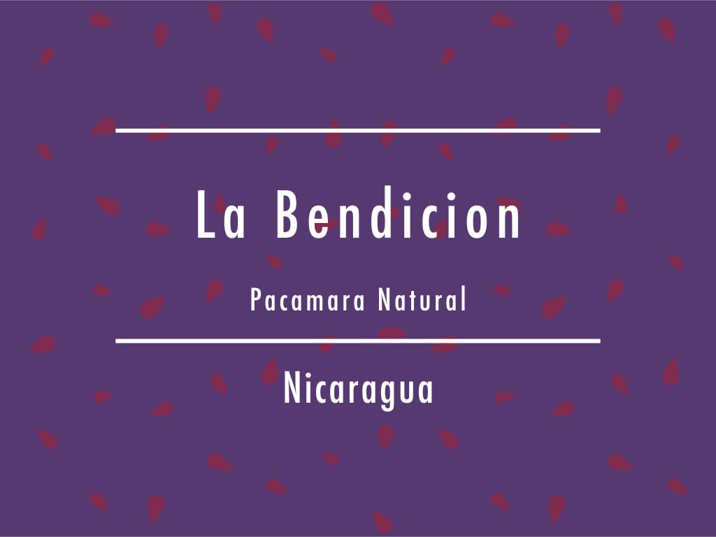 【お得!500g】ニカラグア / La Bendicion "Pacamara" Natural