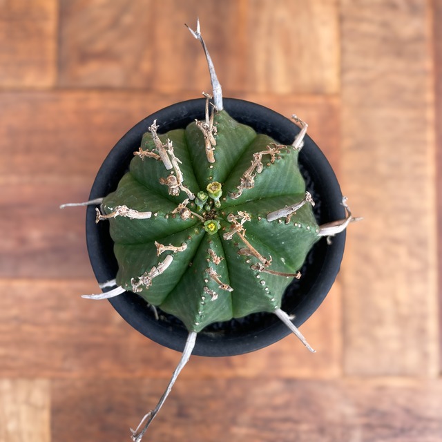 Euphorbia  valida【ユーフォルビア・バリダ】