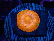 Scolymia Baby "BleedingApple" 4