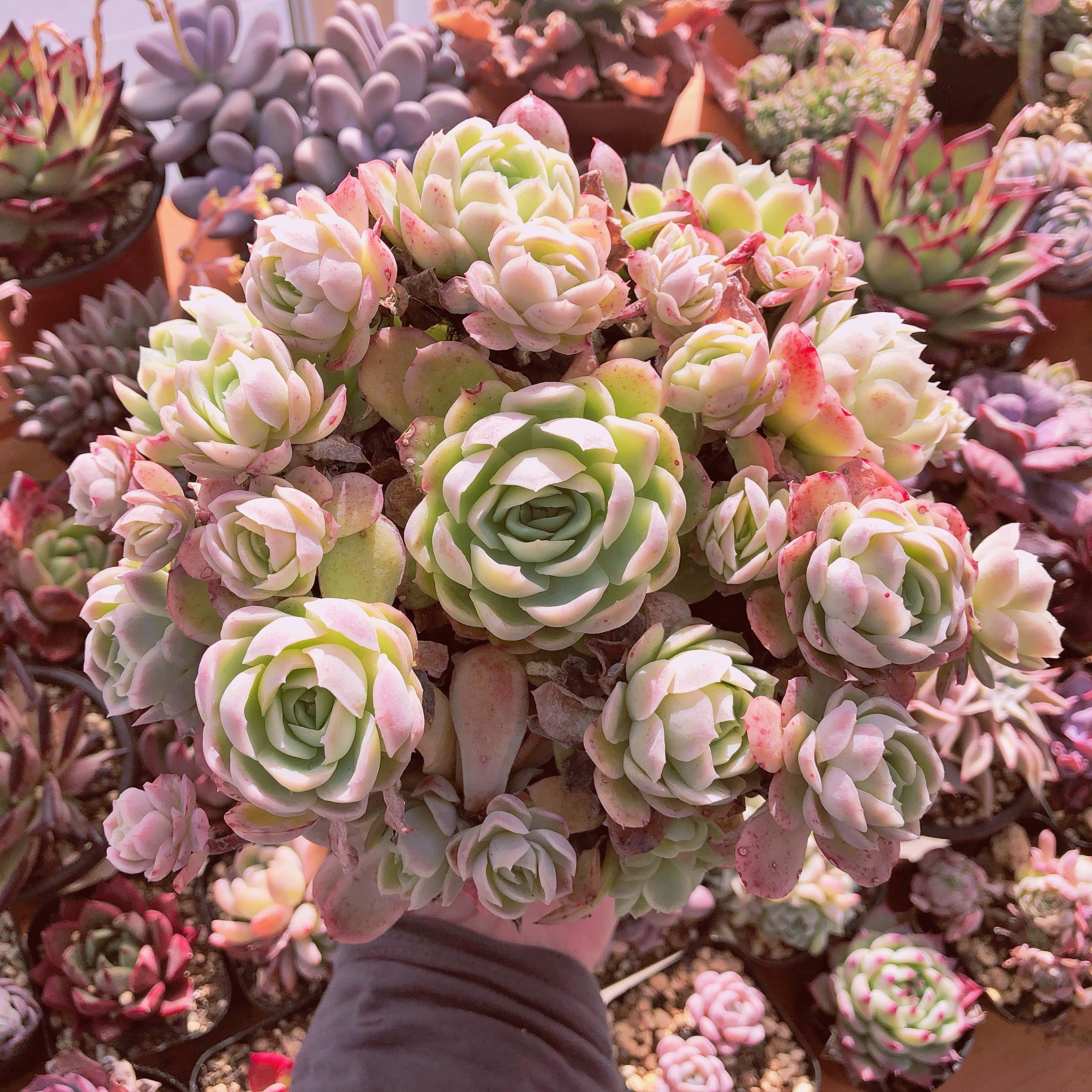 多肉植物　ツインベリー    特大群生　抜き苗