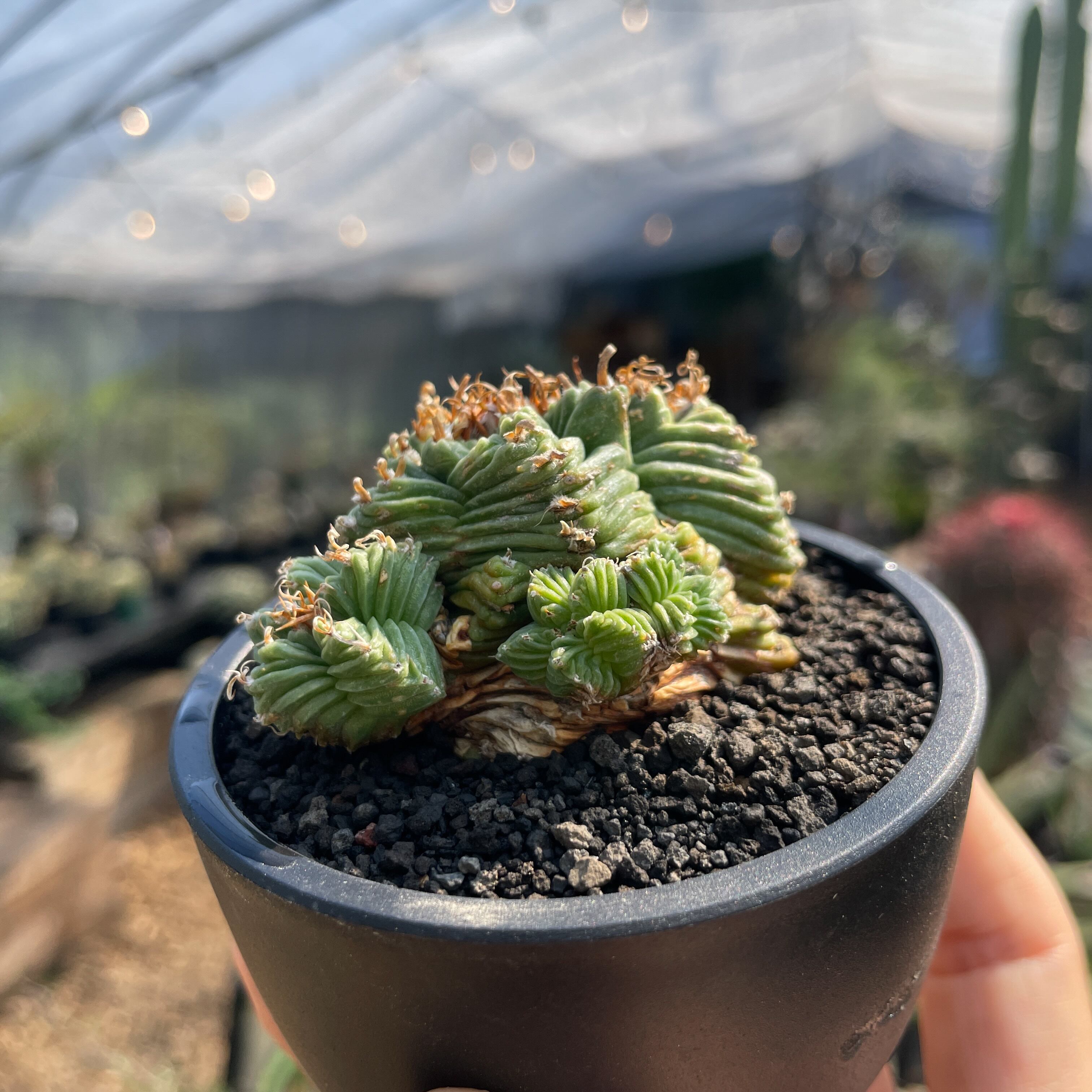 Aztekium ritteri 'Valdezii'【アズテキウム・紅籠・カキ仔】 | RIMO'S