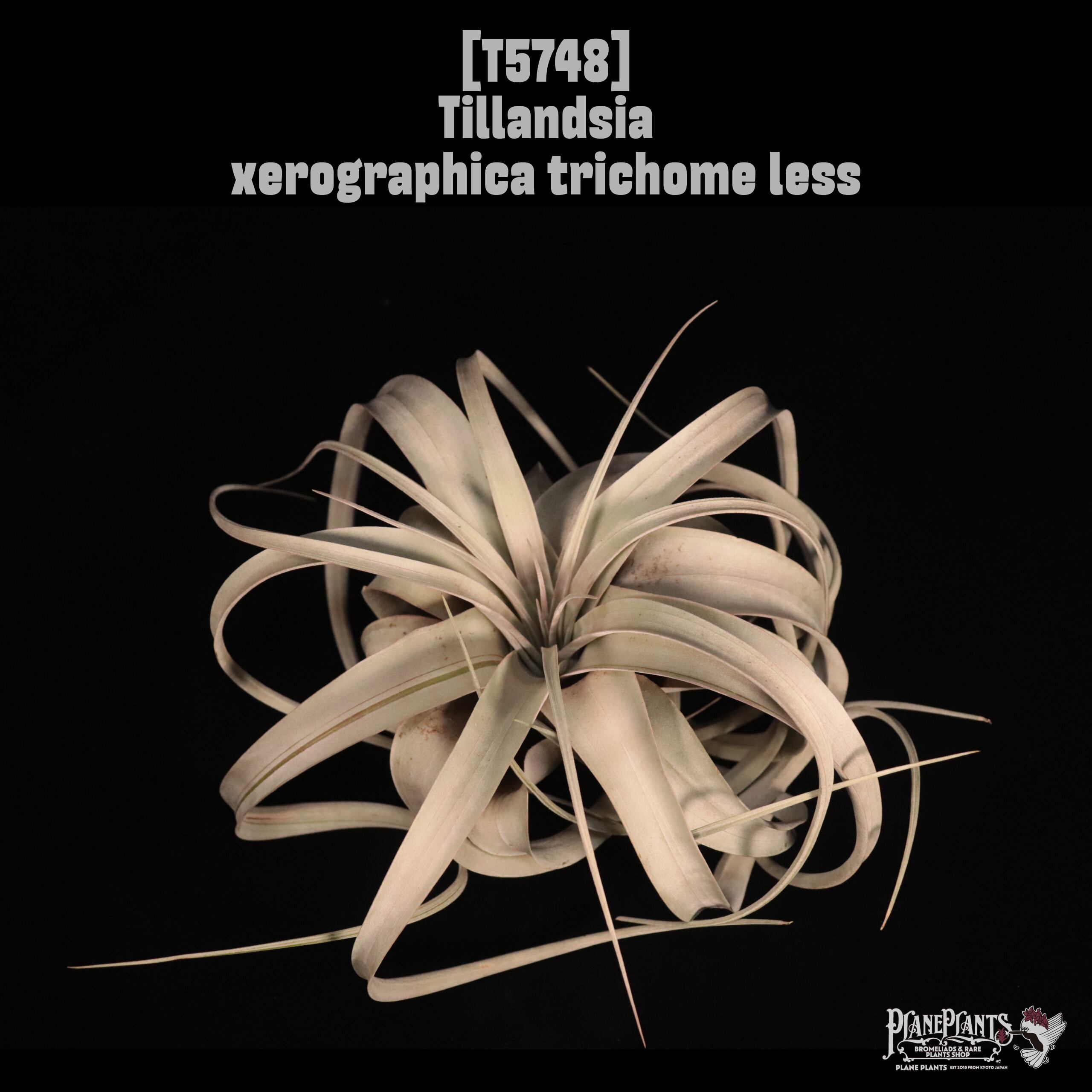 Tillandsia xerographica trichome less〔ティランジア〕T5748