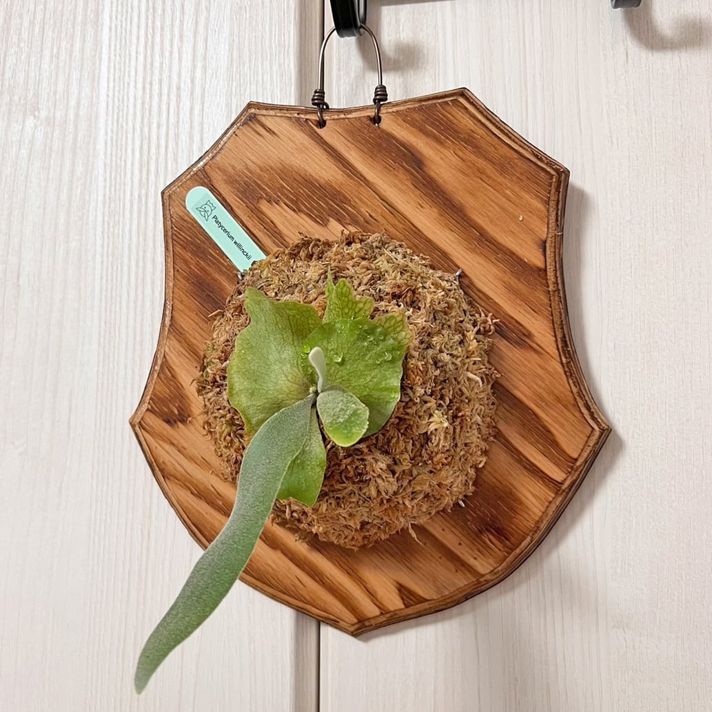 ビカクシダ ウィリンキー 板付 【観葉植物 室内 コウモリラン