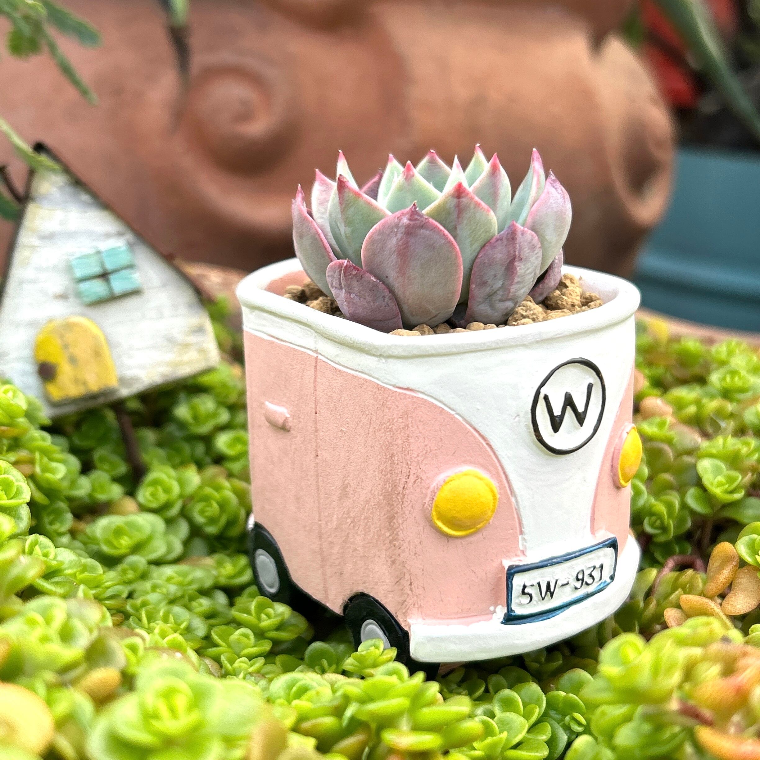 T)フォルクスワーゲン鉢(トリメンシス入り | RuPo 多肉植物専門店