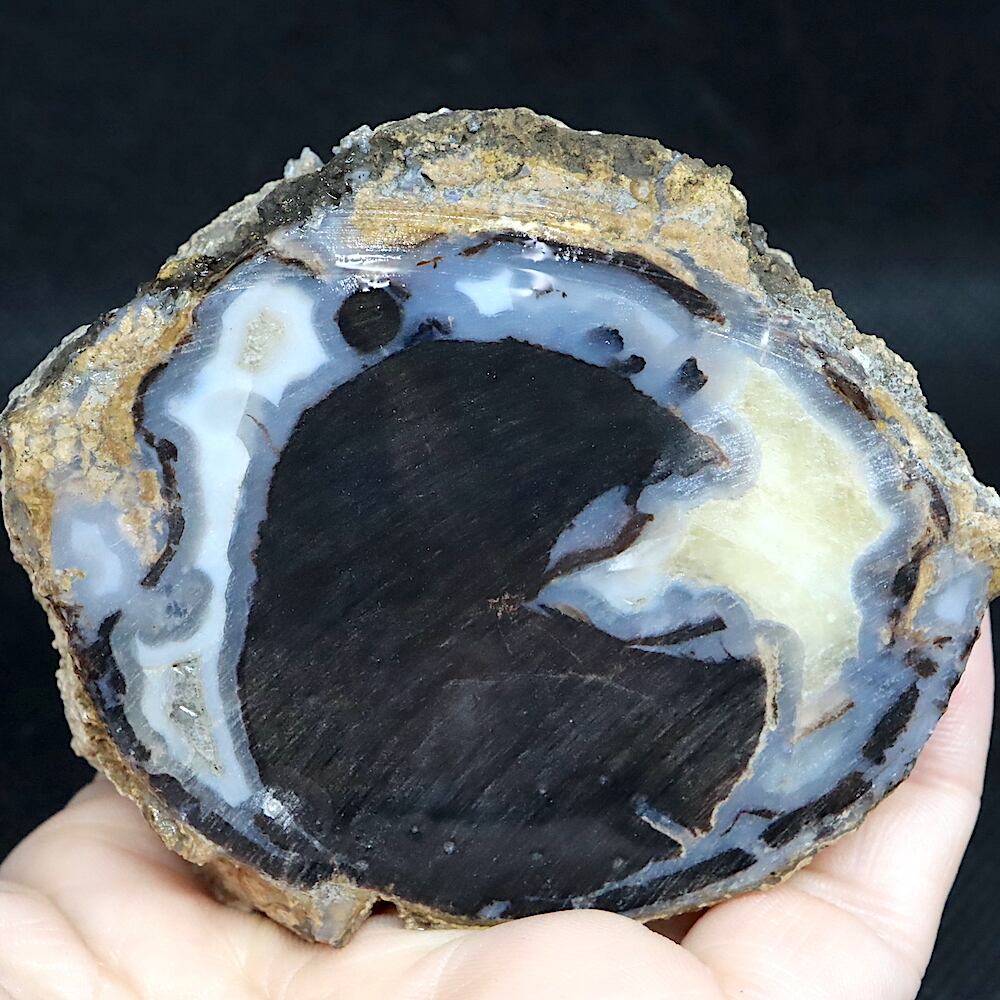 珪化木 木化石1.3Kg