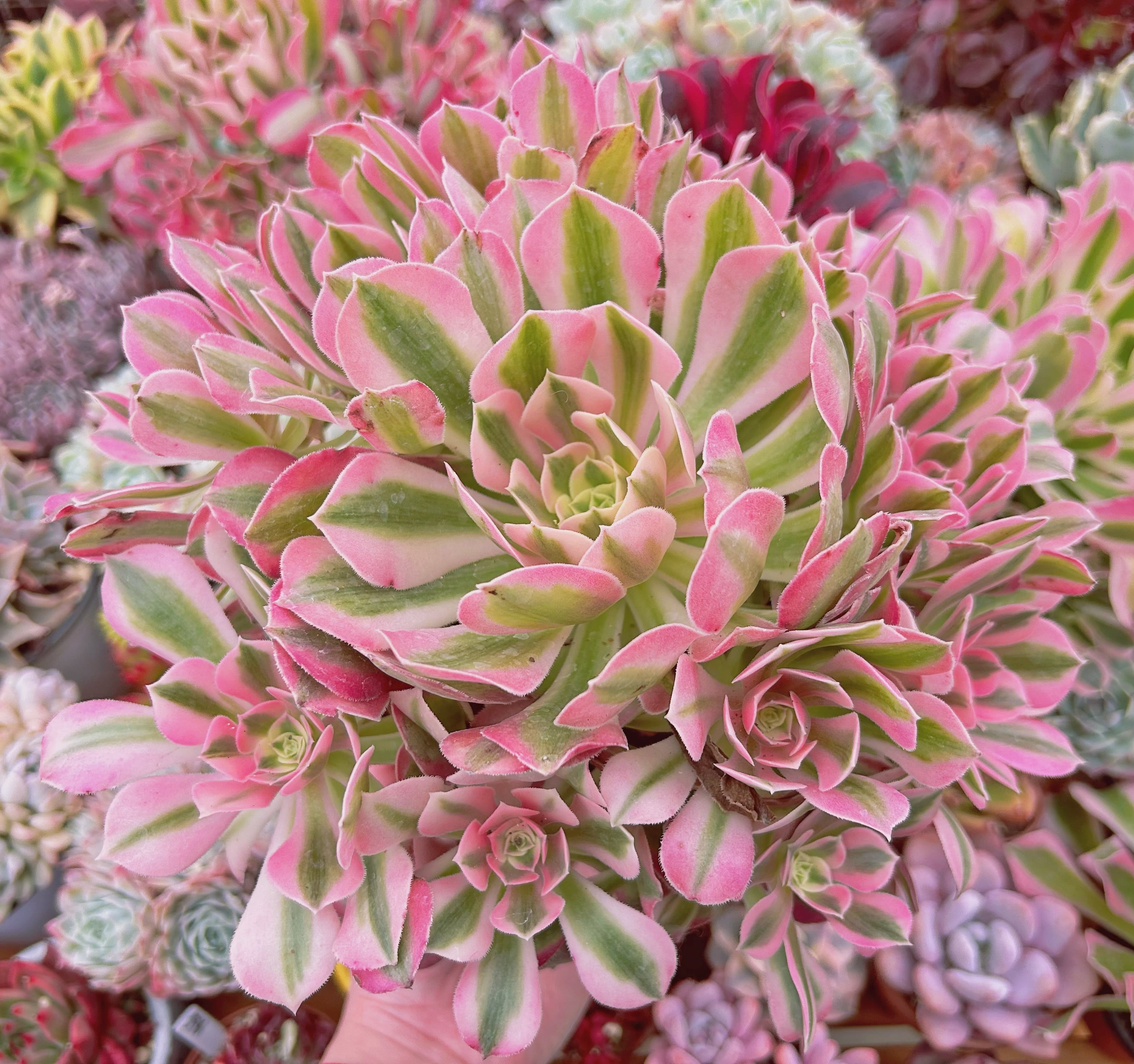#011現物　超美苗　アフラダイティ(Aeonium 'Pink Witch')   特大　抜き苗