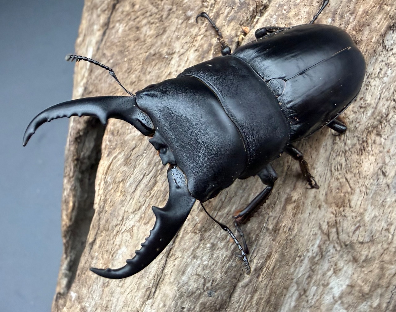 【WF1】《本土ヒラタクワガタ 京都産 60mm ペア》