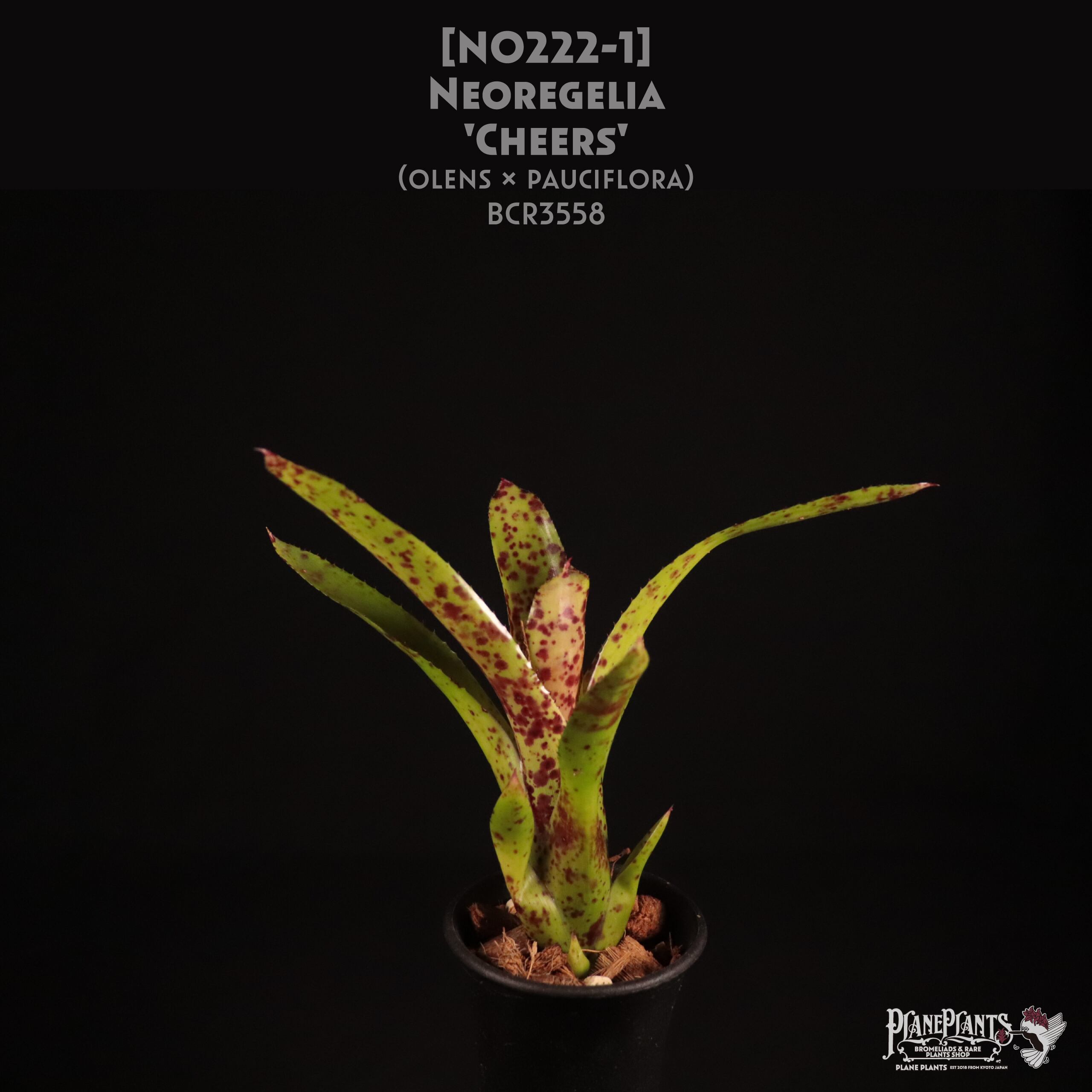 【送料無料】Neoregelia 'Cheers'〔ネオレゲリア〕現品発送N0222-1