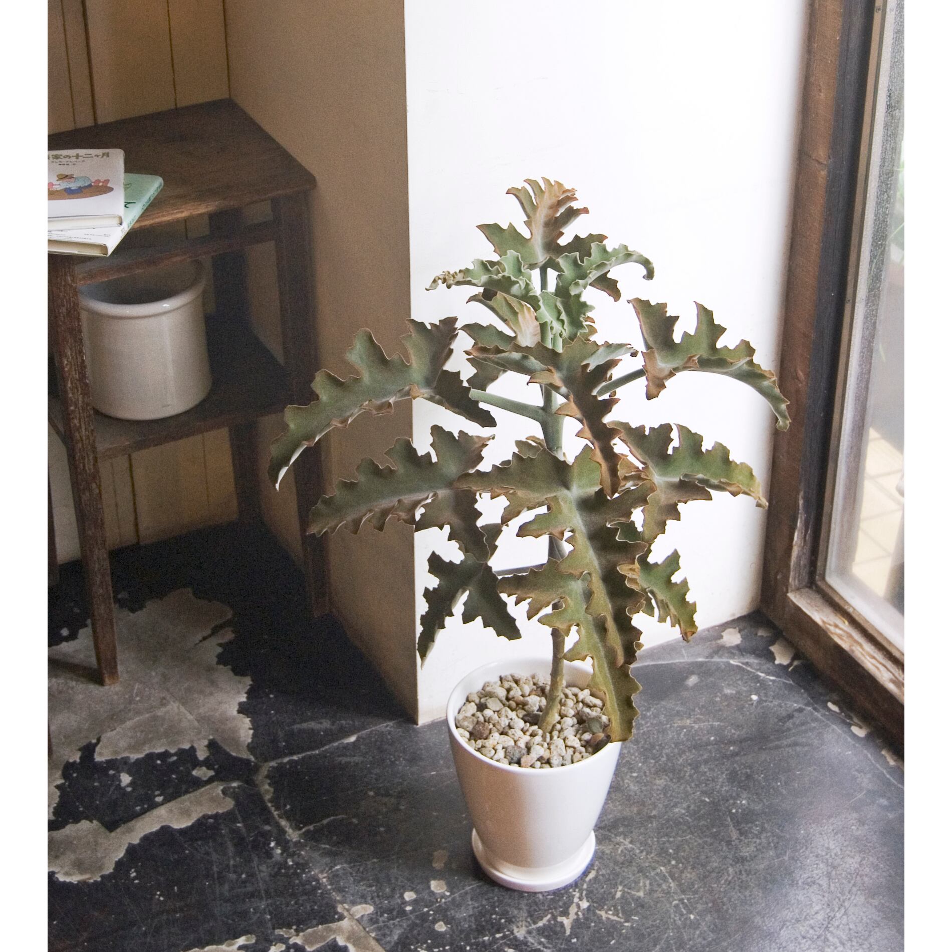 カランコエ ベハレンシス Neo Green カランコエ ベハレンシス Neo Green