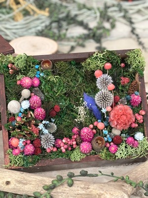 苔の世界〜森の標本箱〜