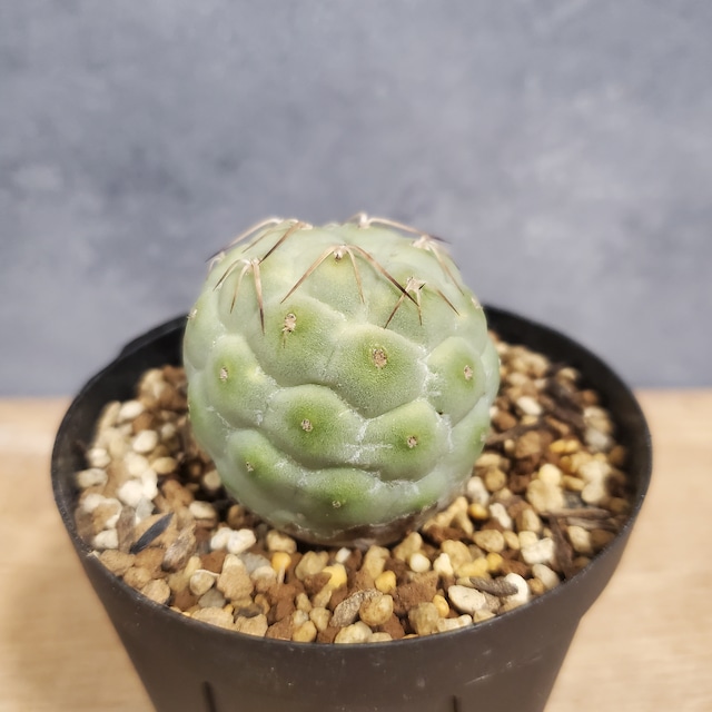 【1頭】Tephrocactus geometricus テフロカクタス ゲオメトリクス   サボテン