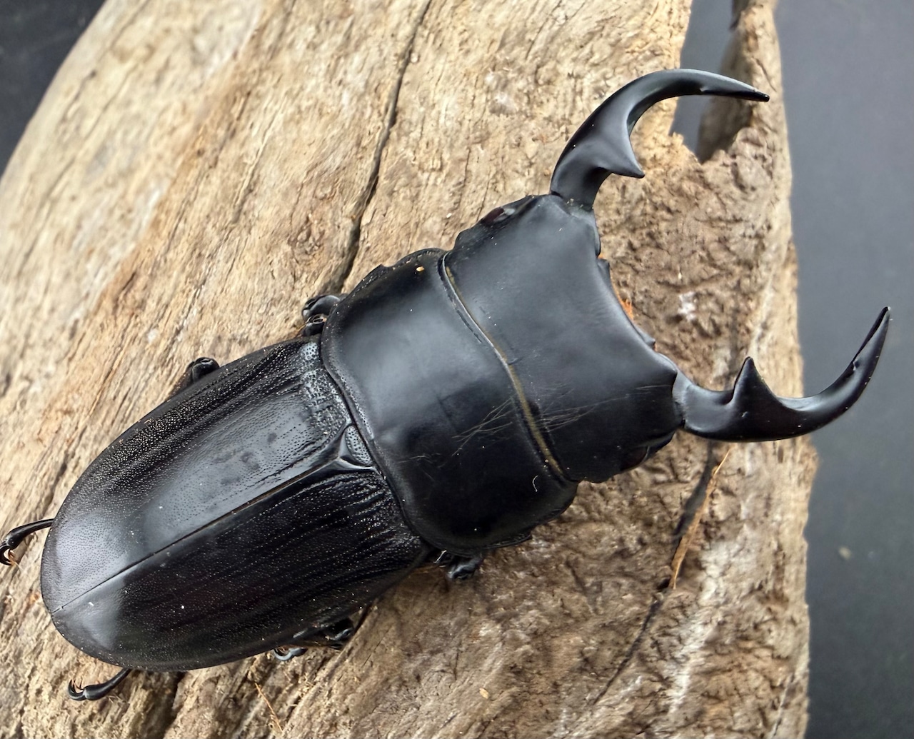 【WD】《パラワンパリーオオクワ 58.5mm ペア》