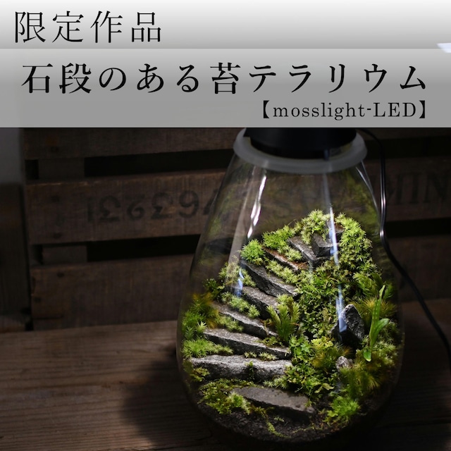 【オーダー作品】石段のある苔テラリウム　mosslight-LED