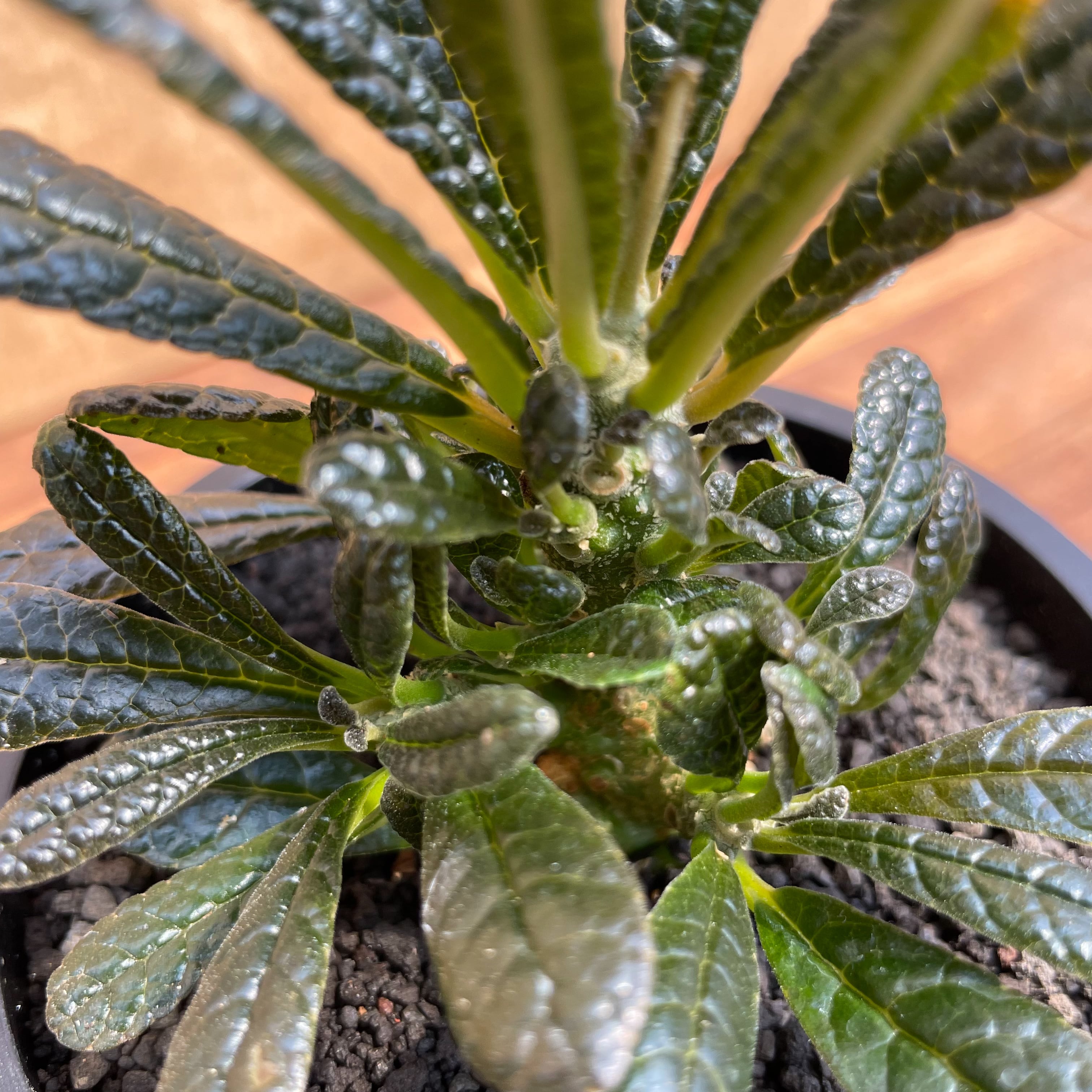 Dorstenia gigas【ドルステニア・ギガス・実生】 | RIMO'S GREEN