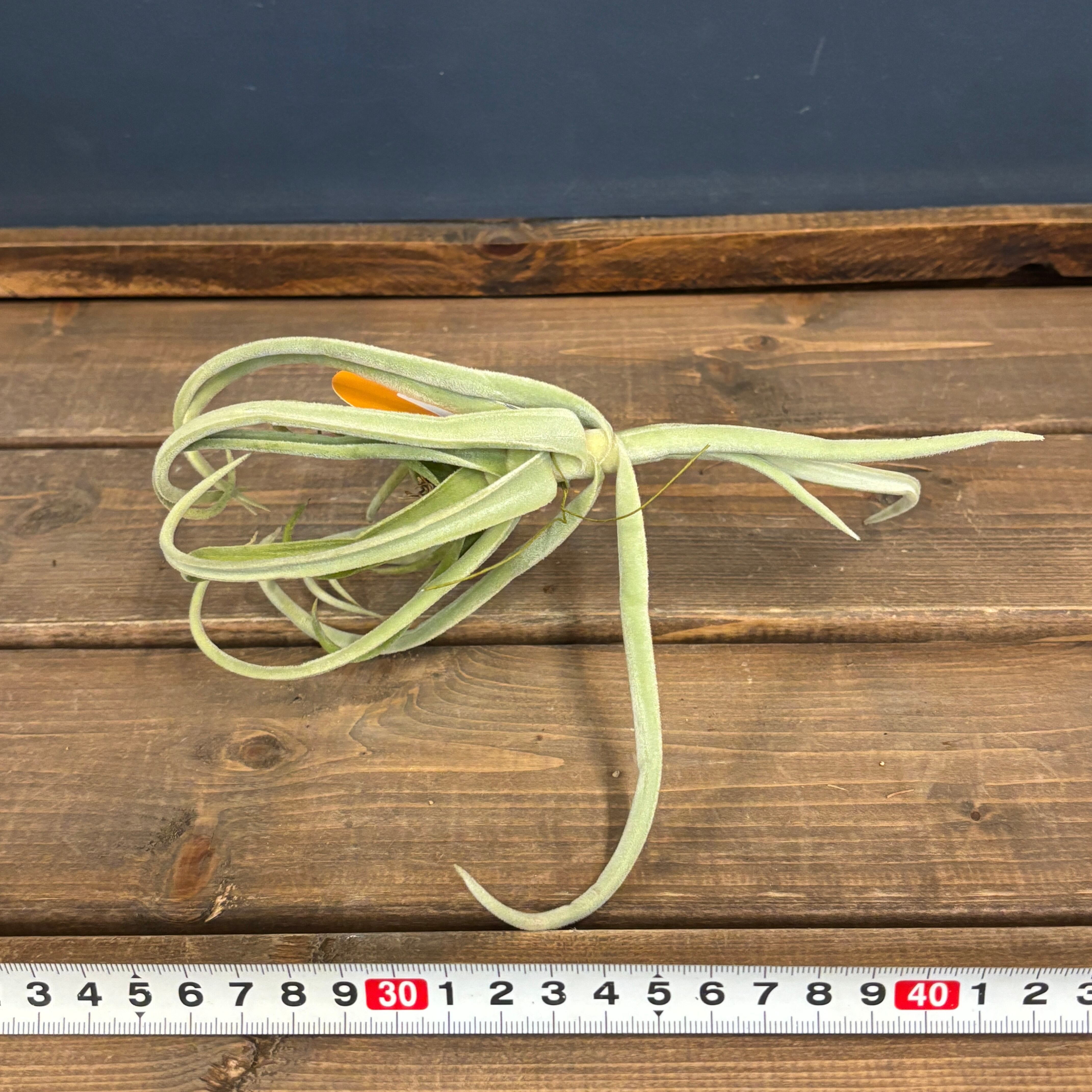 チランジア ドゥラティ（ドーラティ）【801】 | PROTOLEAF プロトリーフ